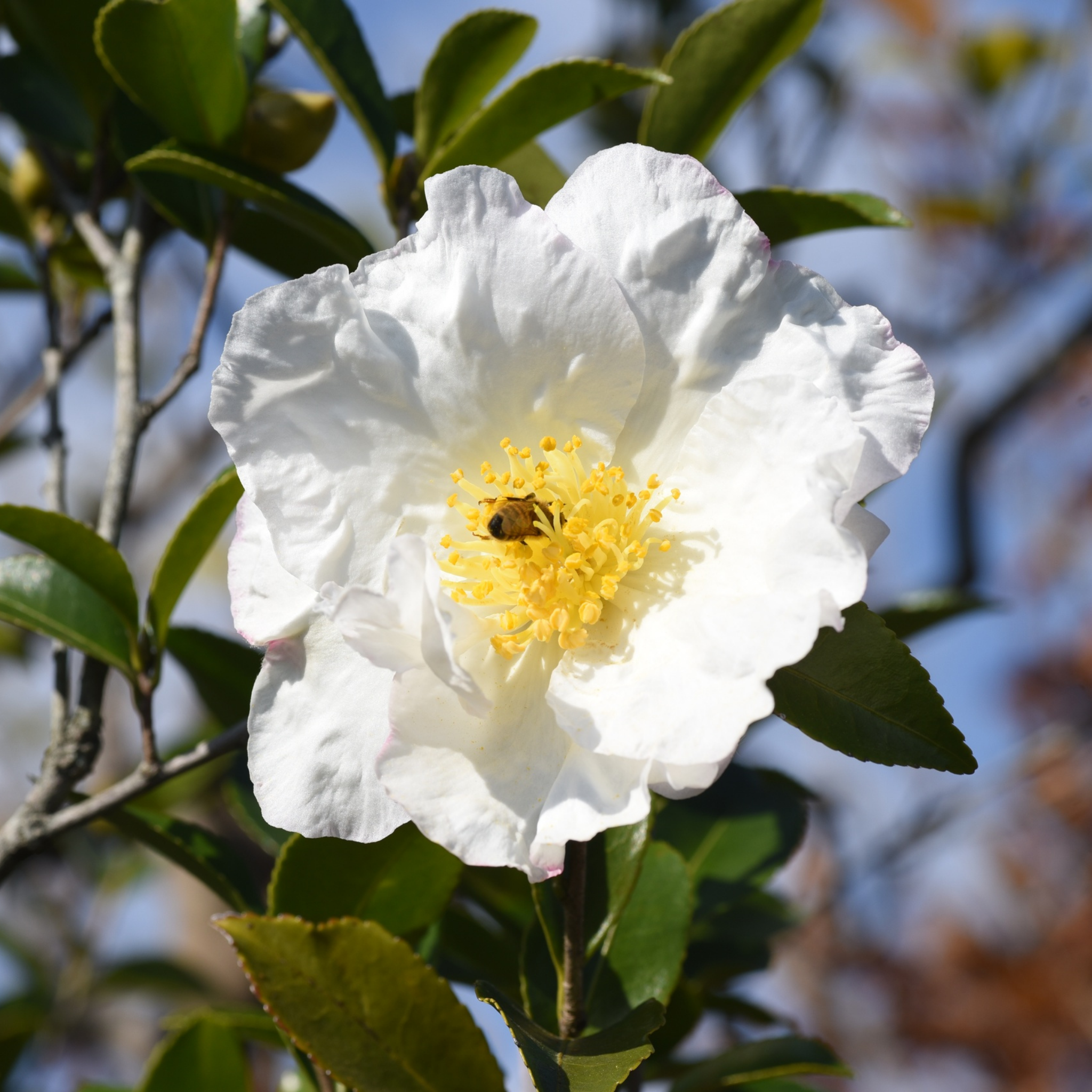 Camellia Setsugekka - Camellia sasanqua 'Setsugekka'