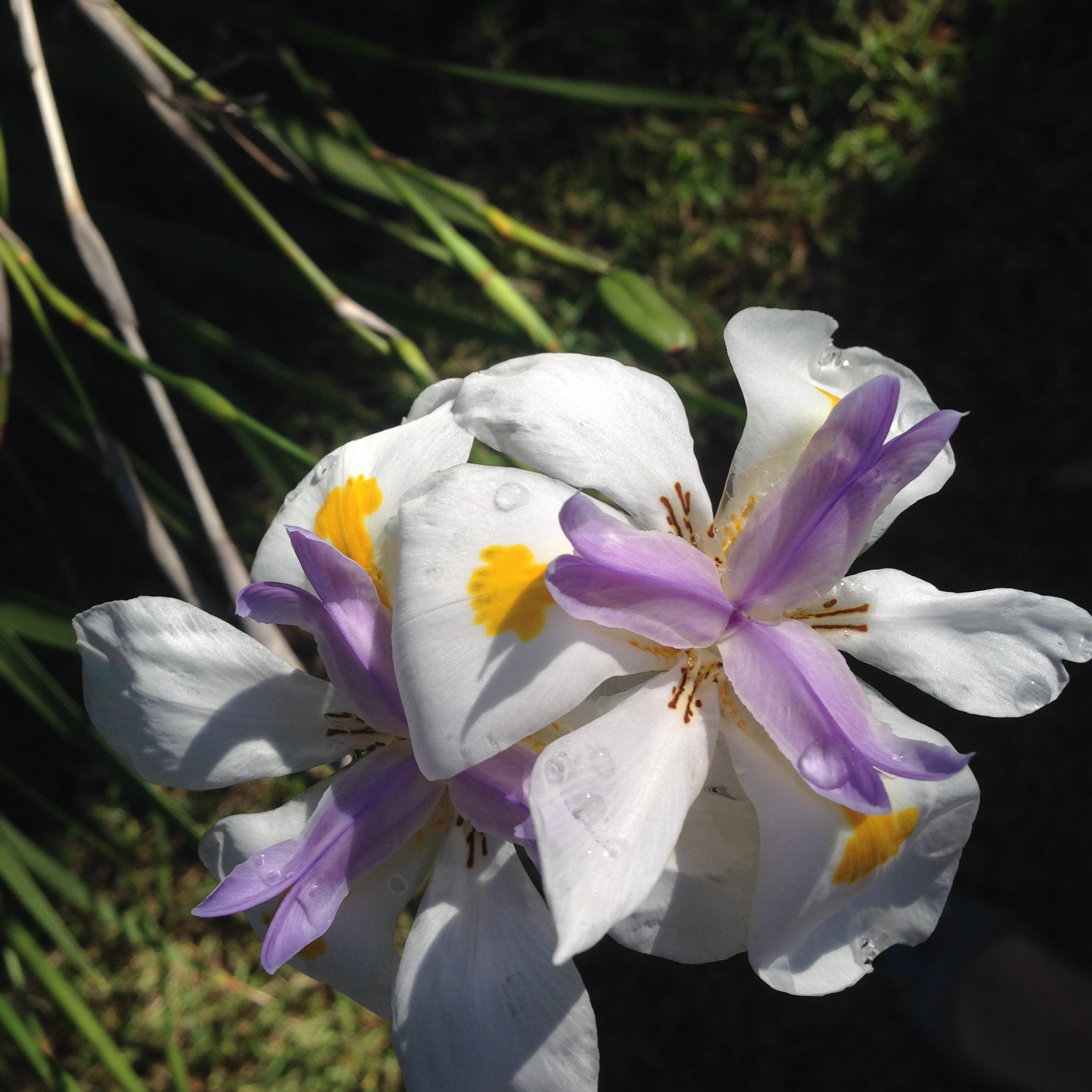 Large Wild Iris - Dietes grandiflora