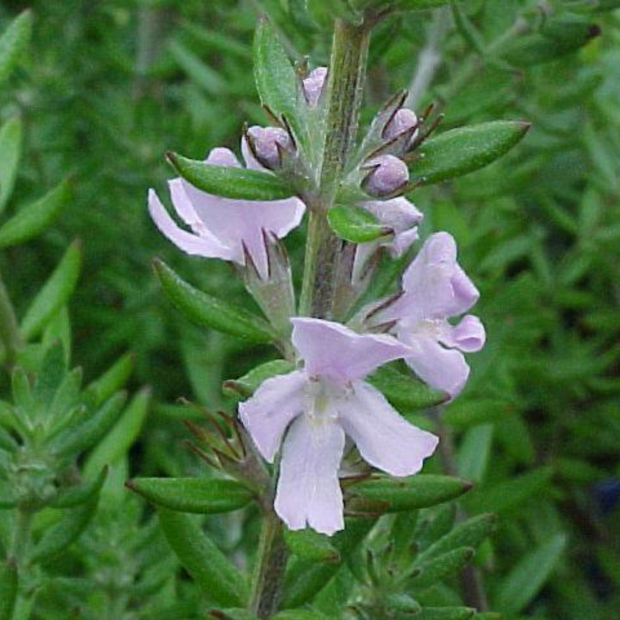 Coastal Rosemary Jervis Gem - Westringia fruticosa Jervis Gem