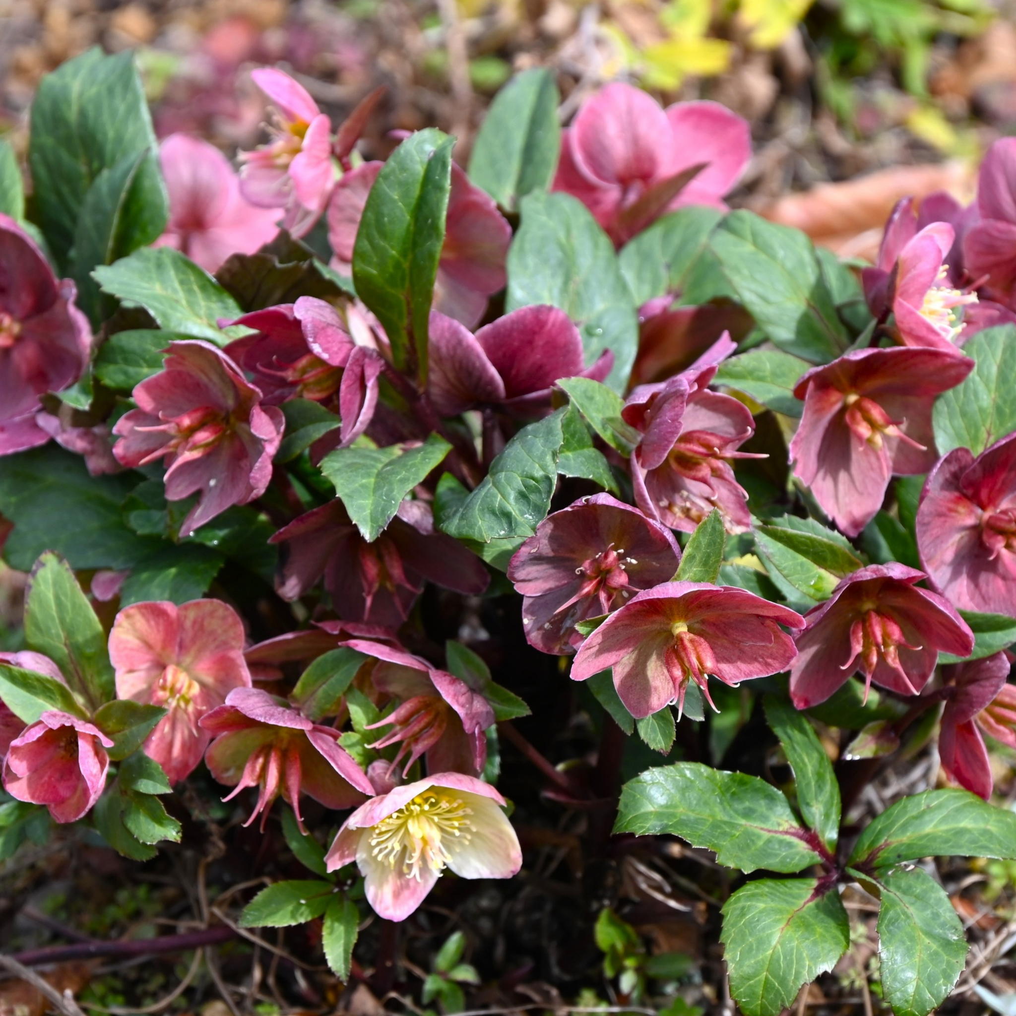 Winter Rose Vibey Velvet - Helleborus hybrida Vibey Velvet