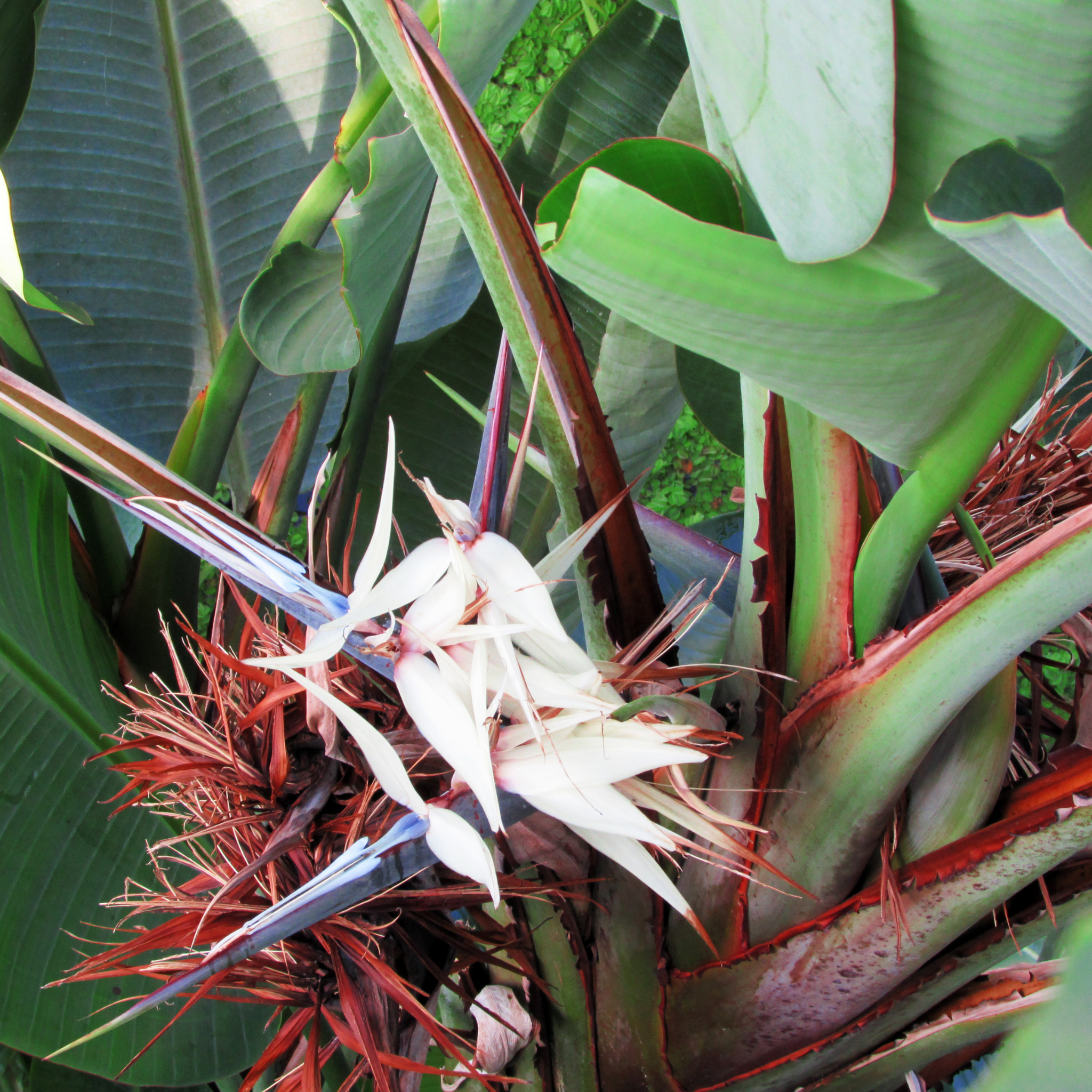 Giant White Bird of Paradise - Strelitzia nicolai