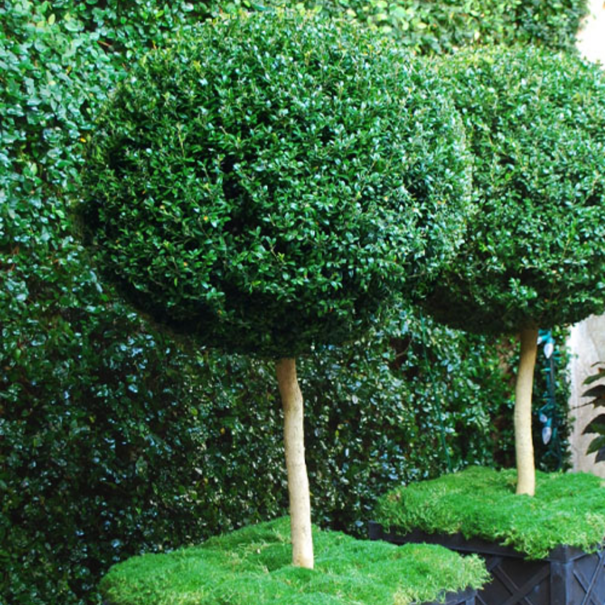 English Boxwood topiary trees with green foliage against a blurred natural background