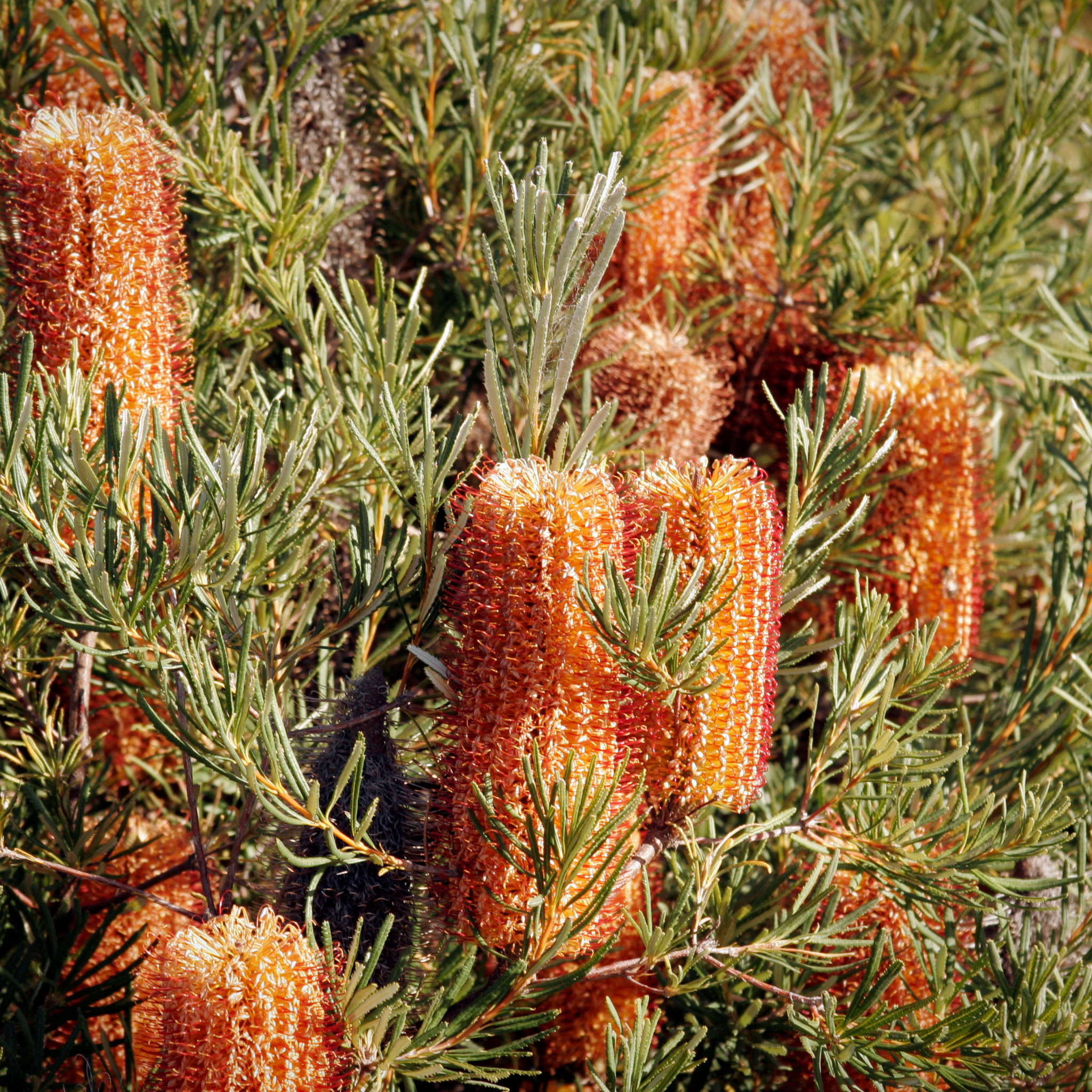 Close-up of orange bottlebrush flowers with green leaves