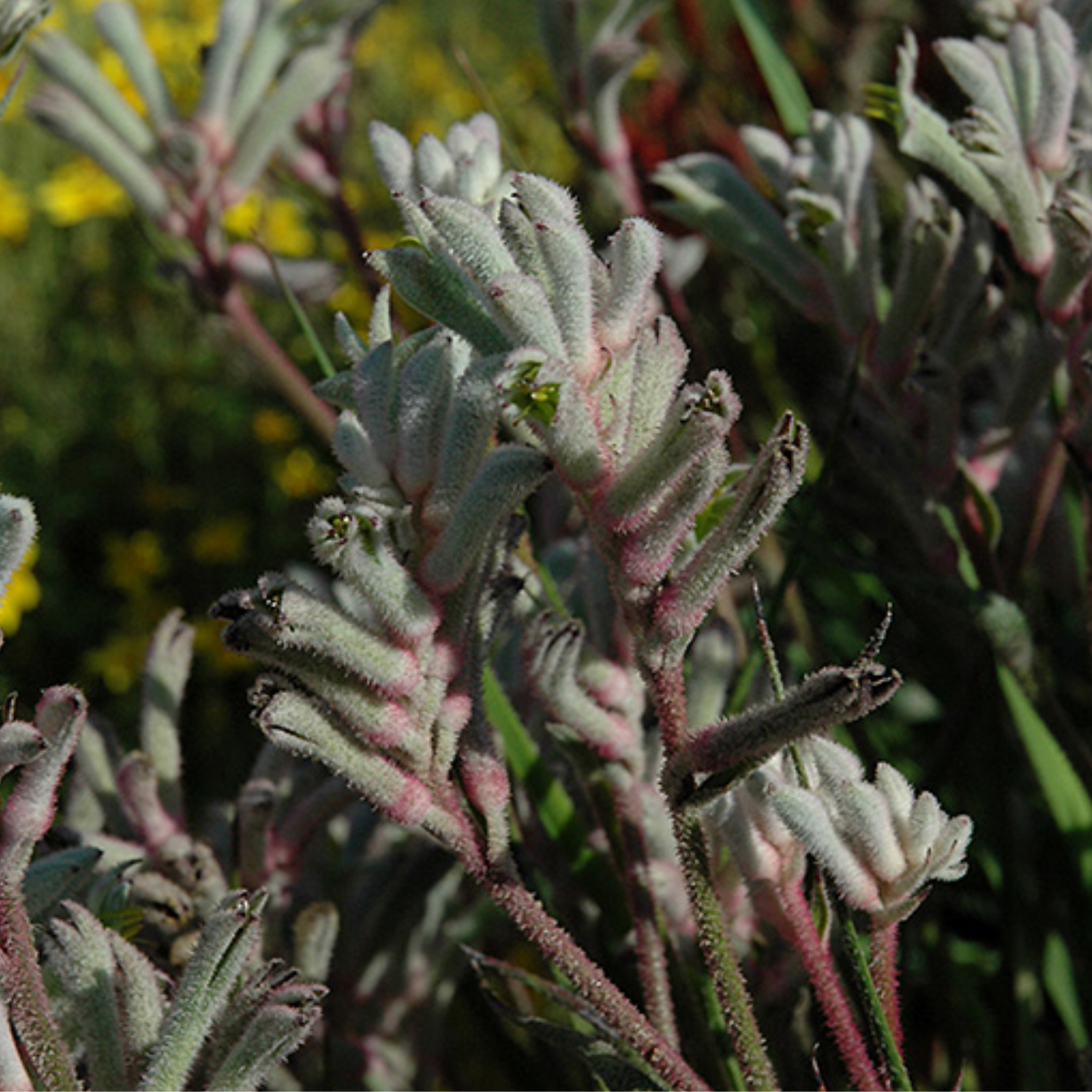 White Kangaroo Paw ‘Bush Diamond’ - Anigozanthos hybrida