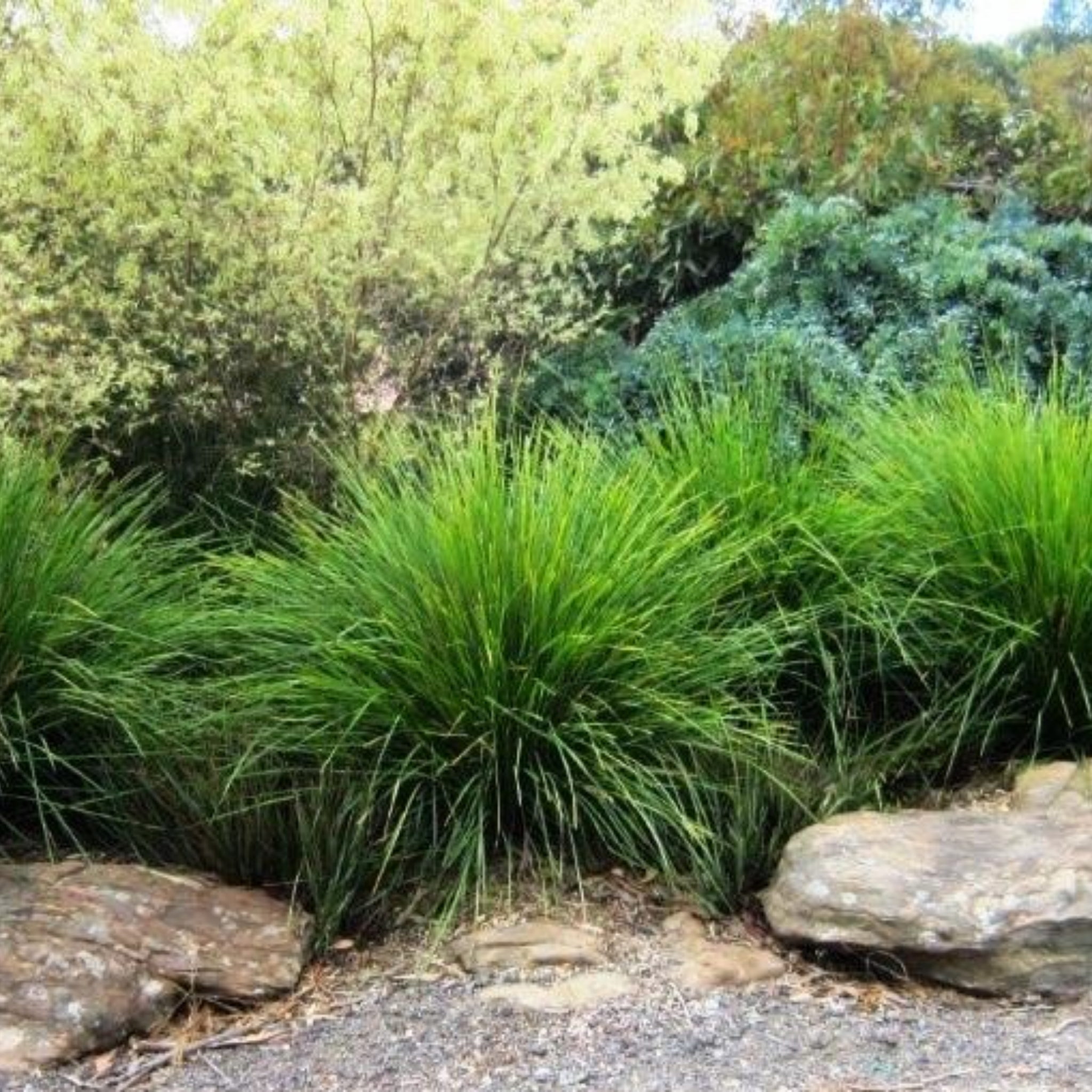Lomandra Nyalla - Lomandra longifolia Nyalla PBR