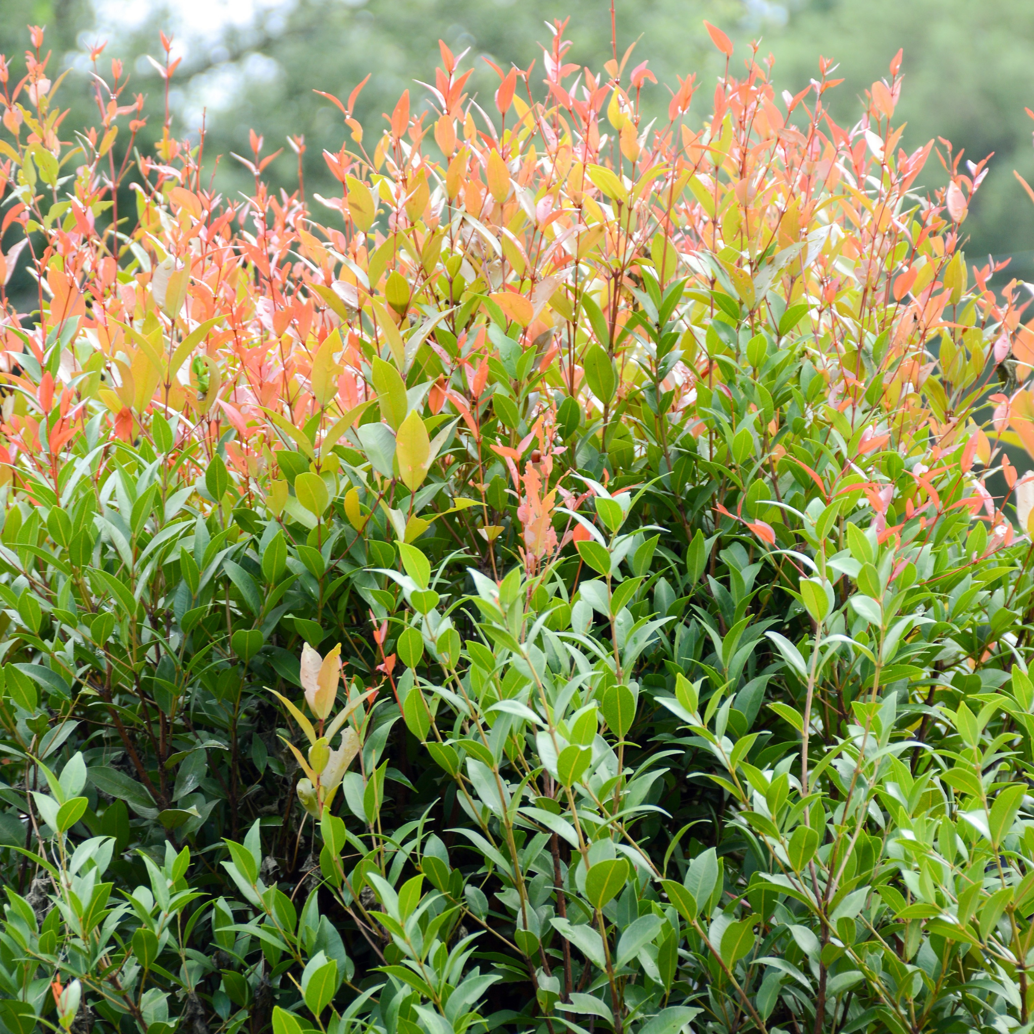 Lilly Pilly Up and Away - Syzygium australe Up And Away