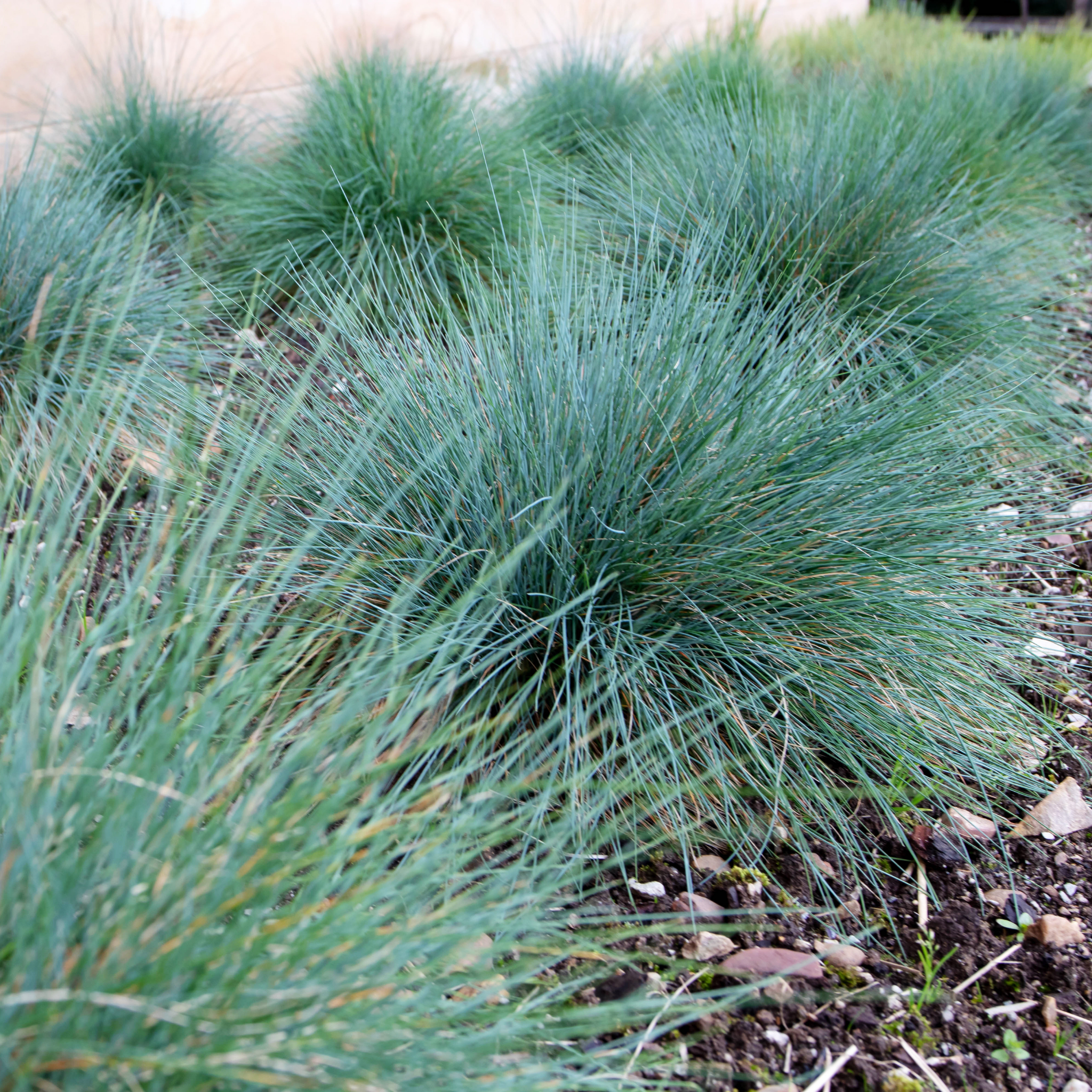 Blue Fescue - Festuca glauca