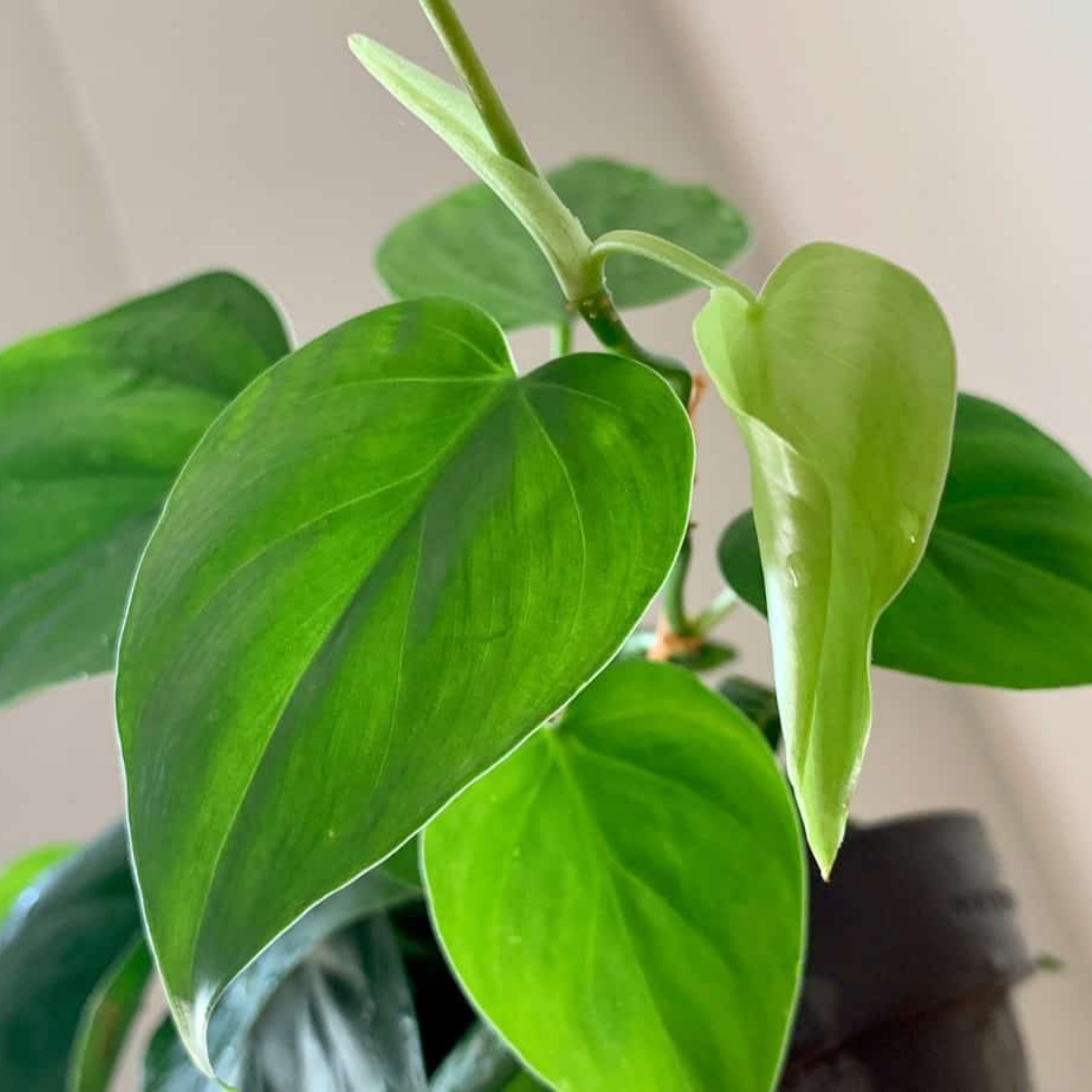Heart Leaf Philodendron - Philodendron cordatum
