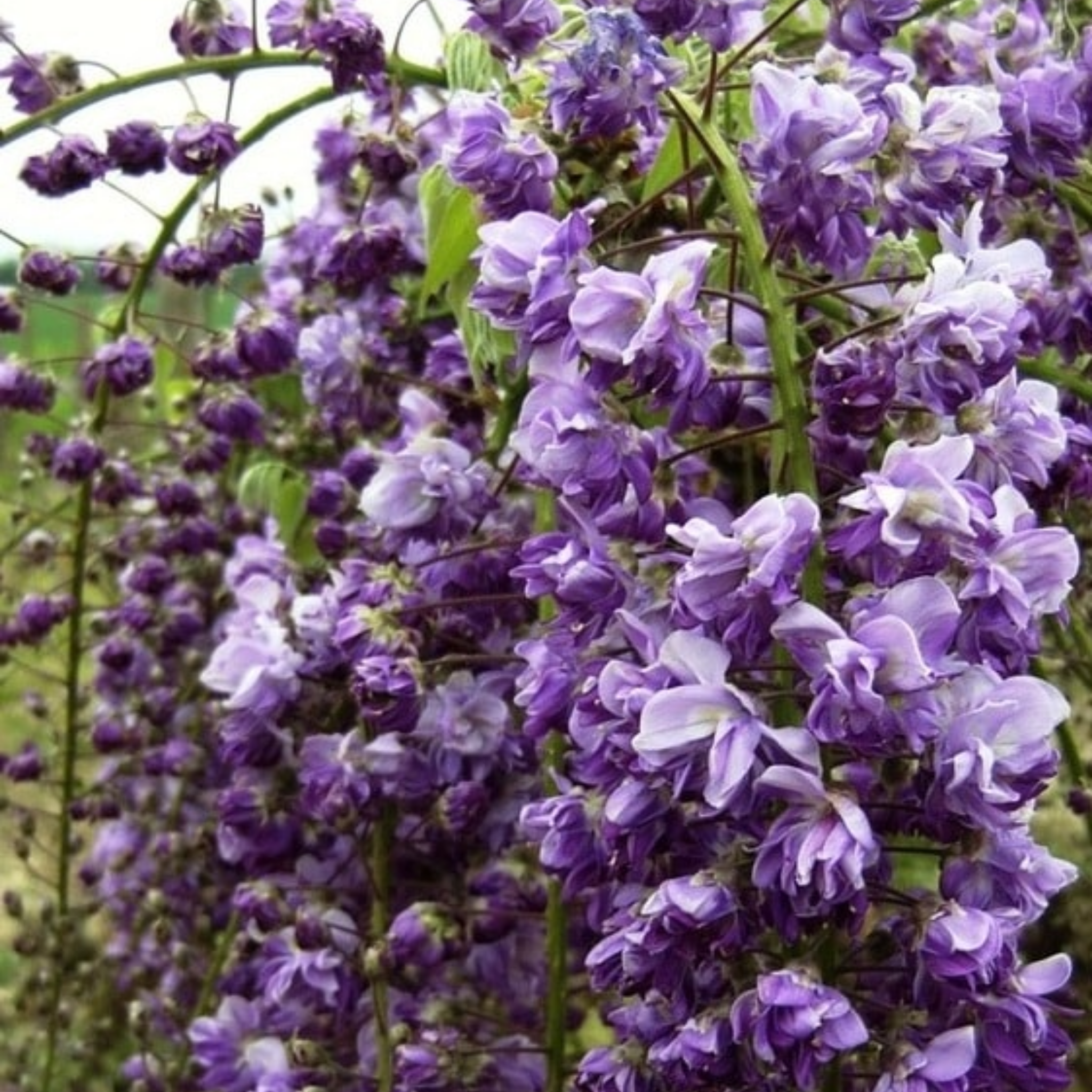 Double Purple Japanese Wisteria - Wisteria floribunda Violacea Plena