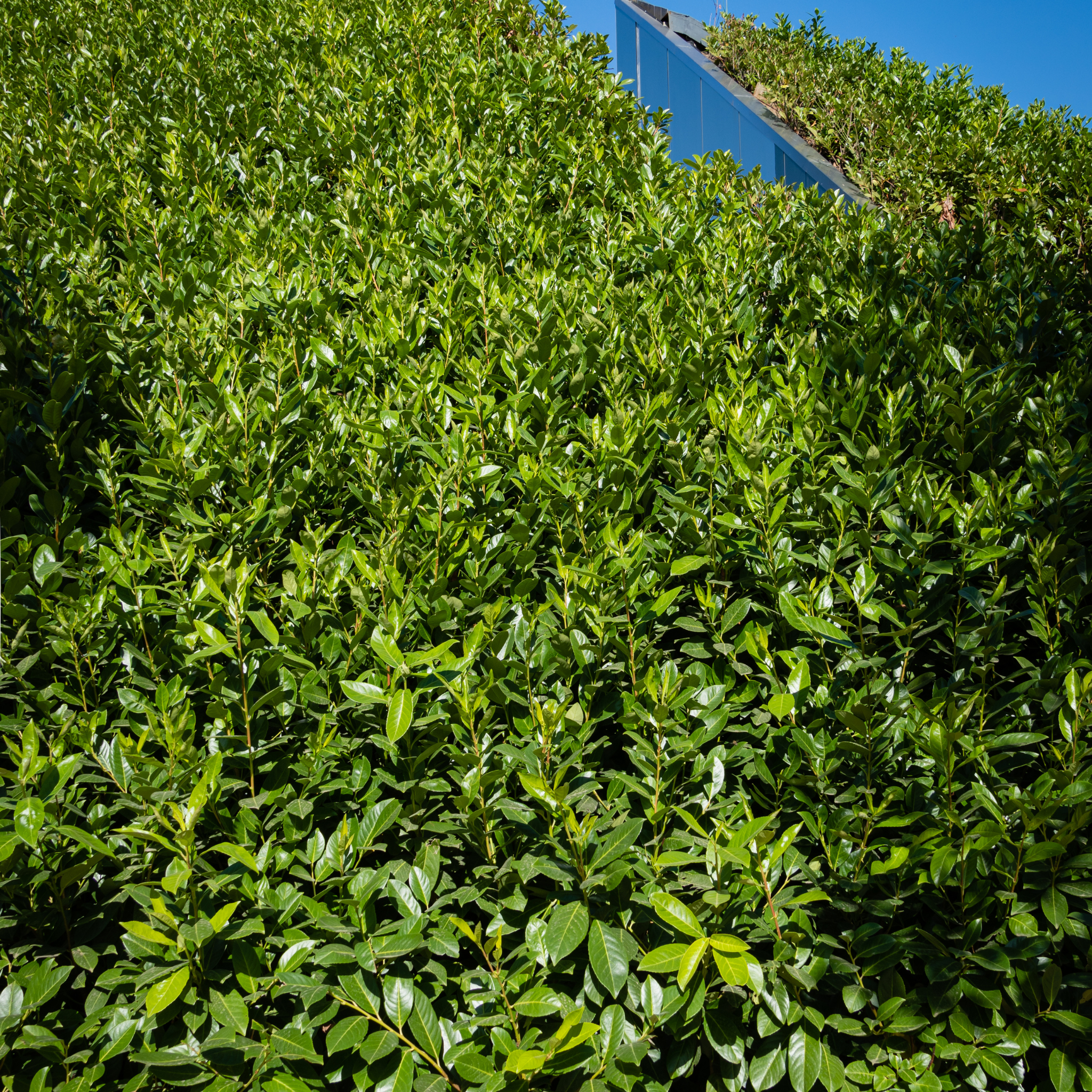 Green bush with a clear blue sky in the background