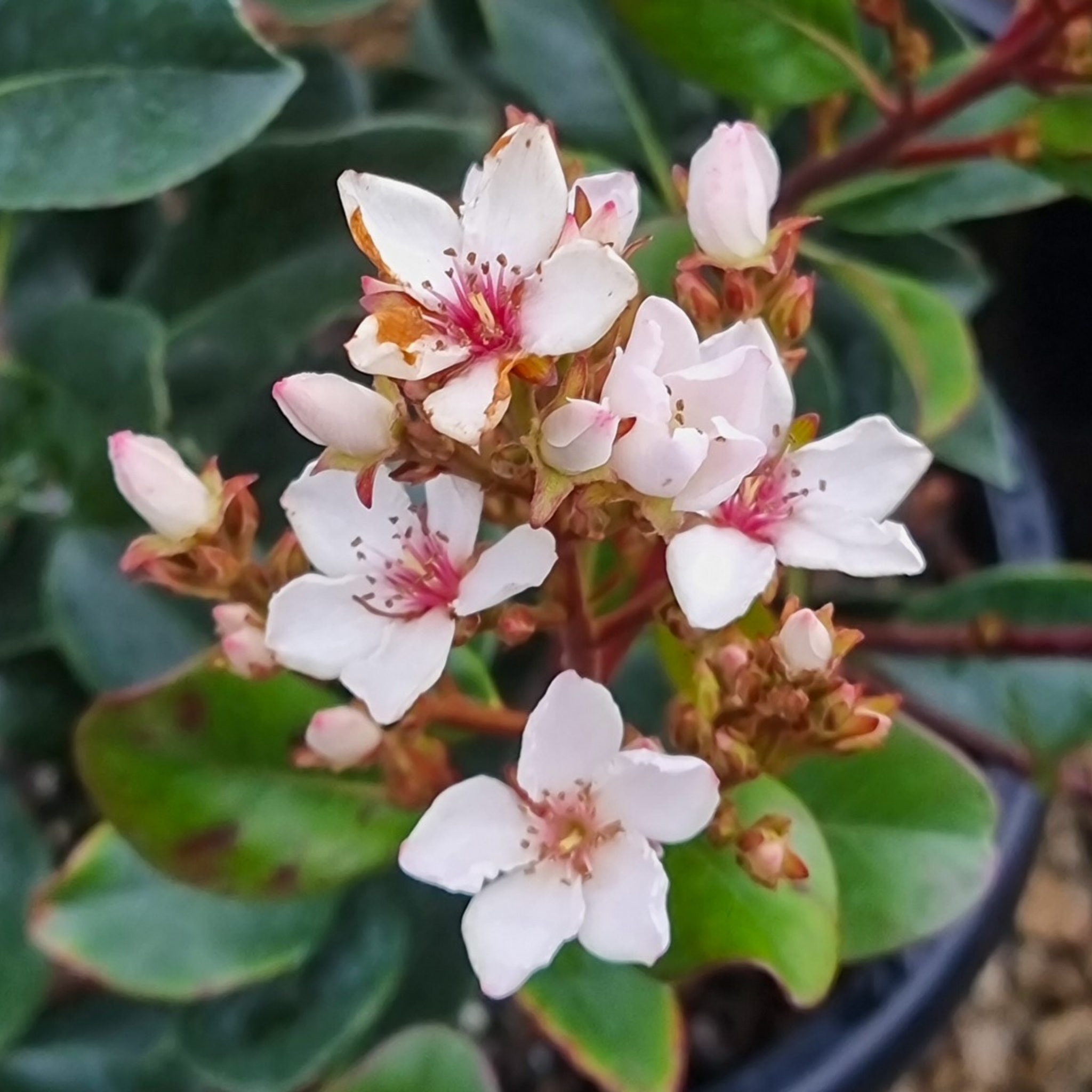 Indian hawthorn Hot Tips - Rhaphiolepis rosiflora Hot Tips