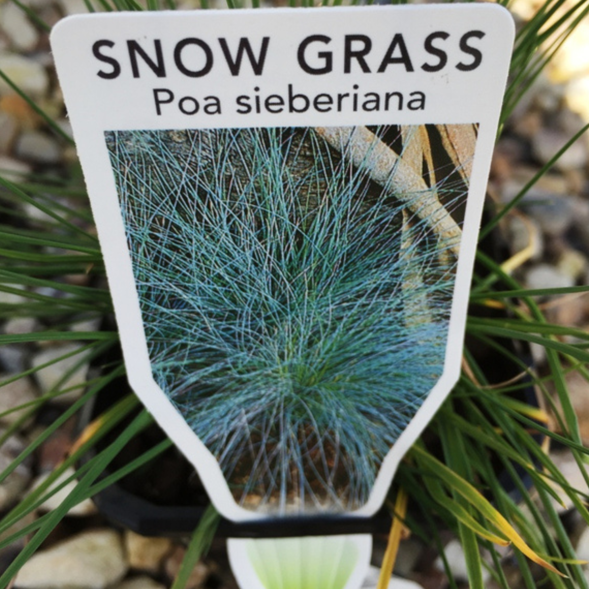 Snow Grass / Grey Tussock Grass - Poa sieberiana