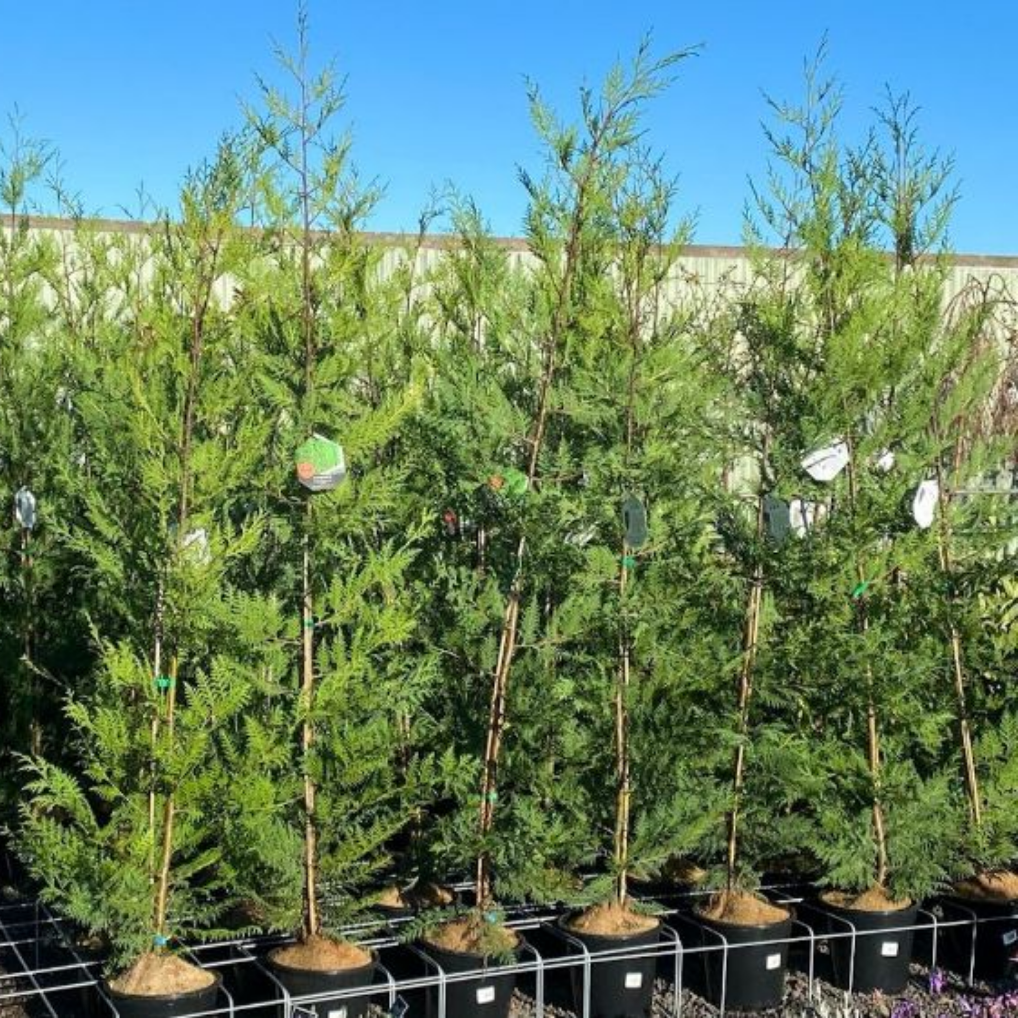 Cupressocyparis leylandii Madeline - Bettergreen Cypress