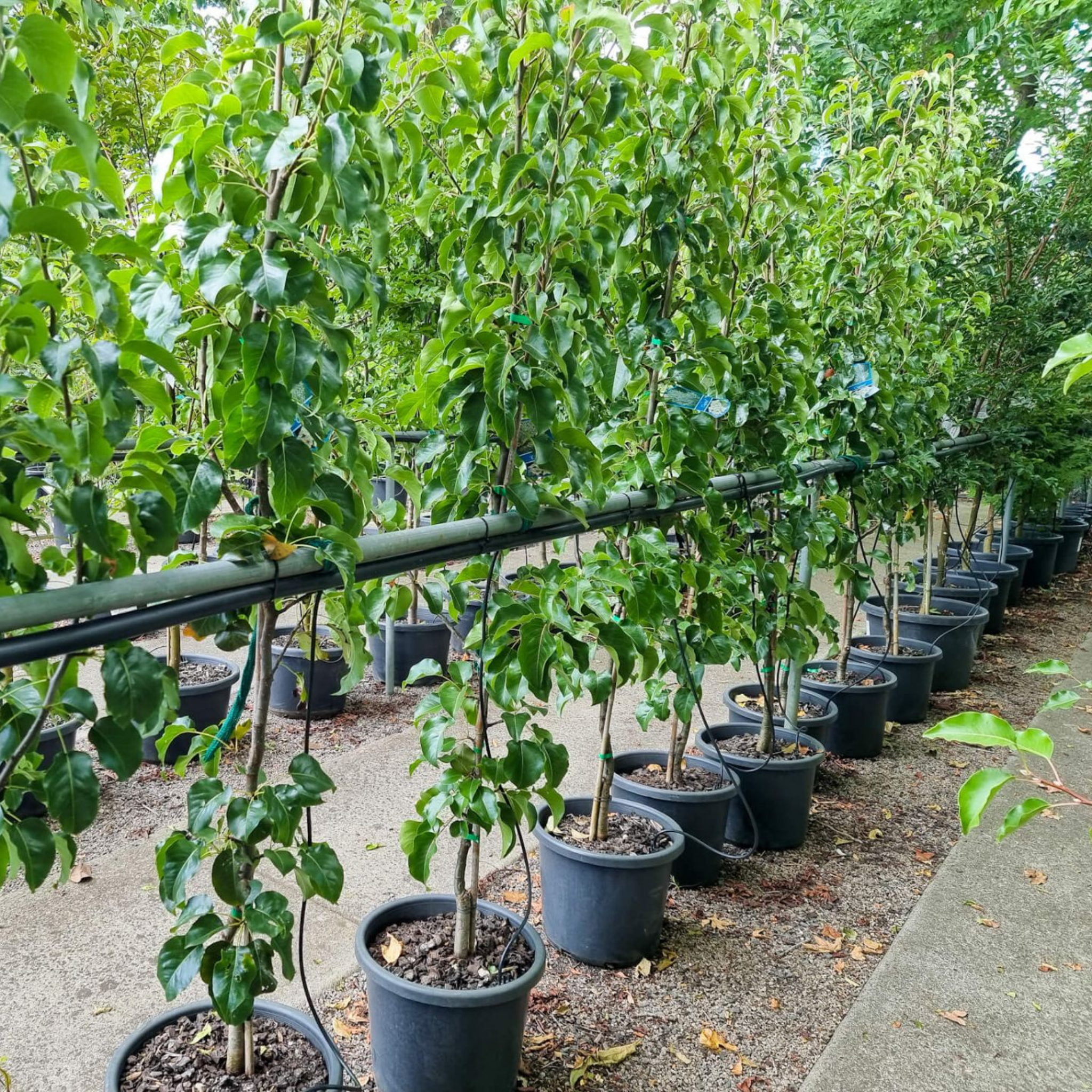 Ornamental Callery Pear Capital - Pyrus calleryana Capital