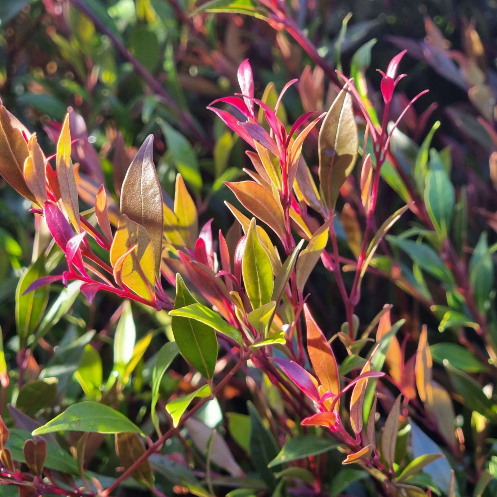 Close-up of vibrant green and red leaves with a blurred background