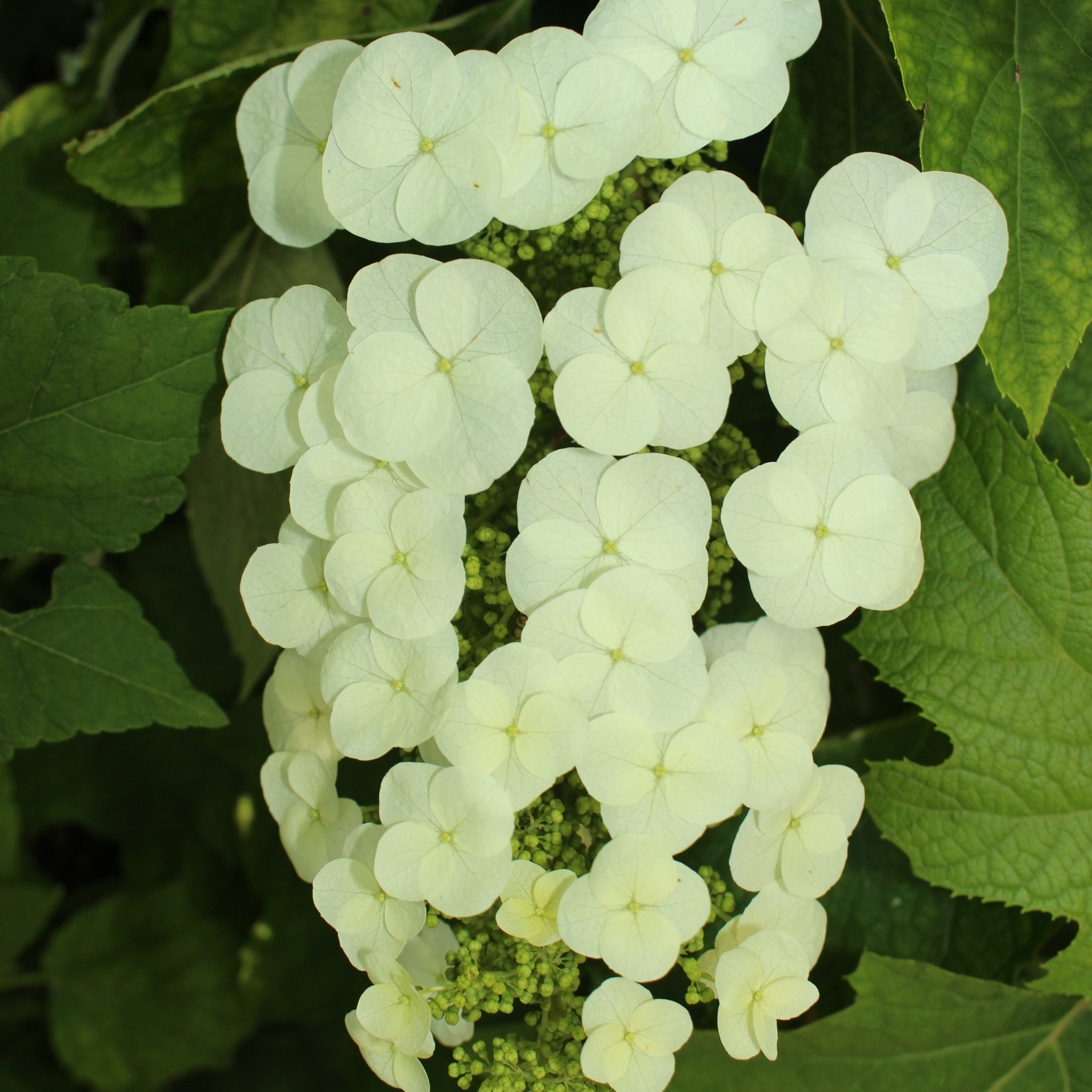Oakleaf Hydrangea - Hydrangea quercifolia 'Snow Queen'