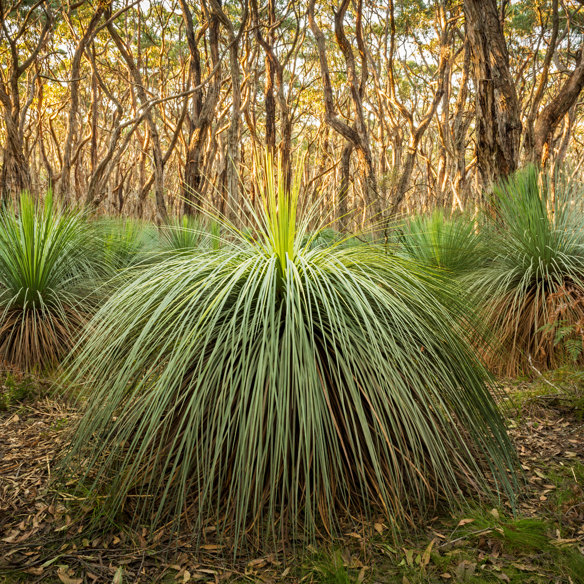 Johnson Grass Tree - Xanthorrhoea johnsonii