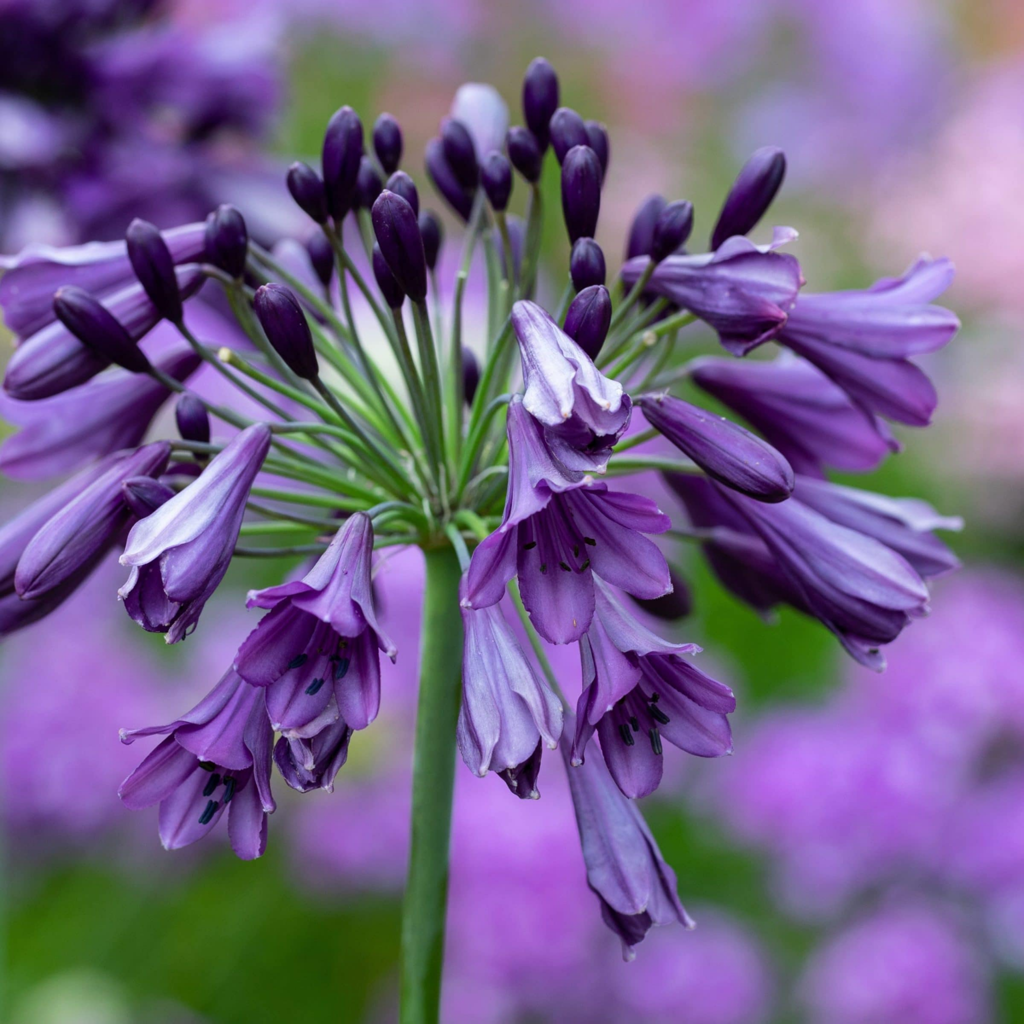 Agapanthus hybrida ‘Poppin Purple’ - Long flowering Lily of the Nile, African Lily