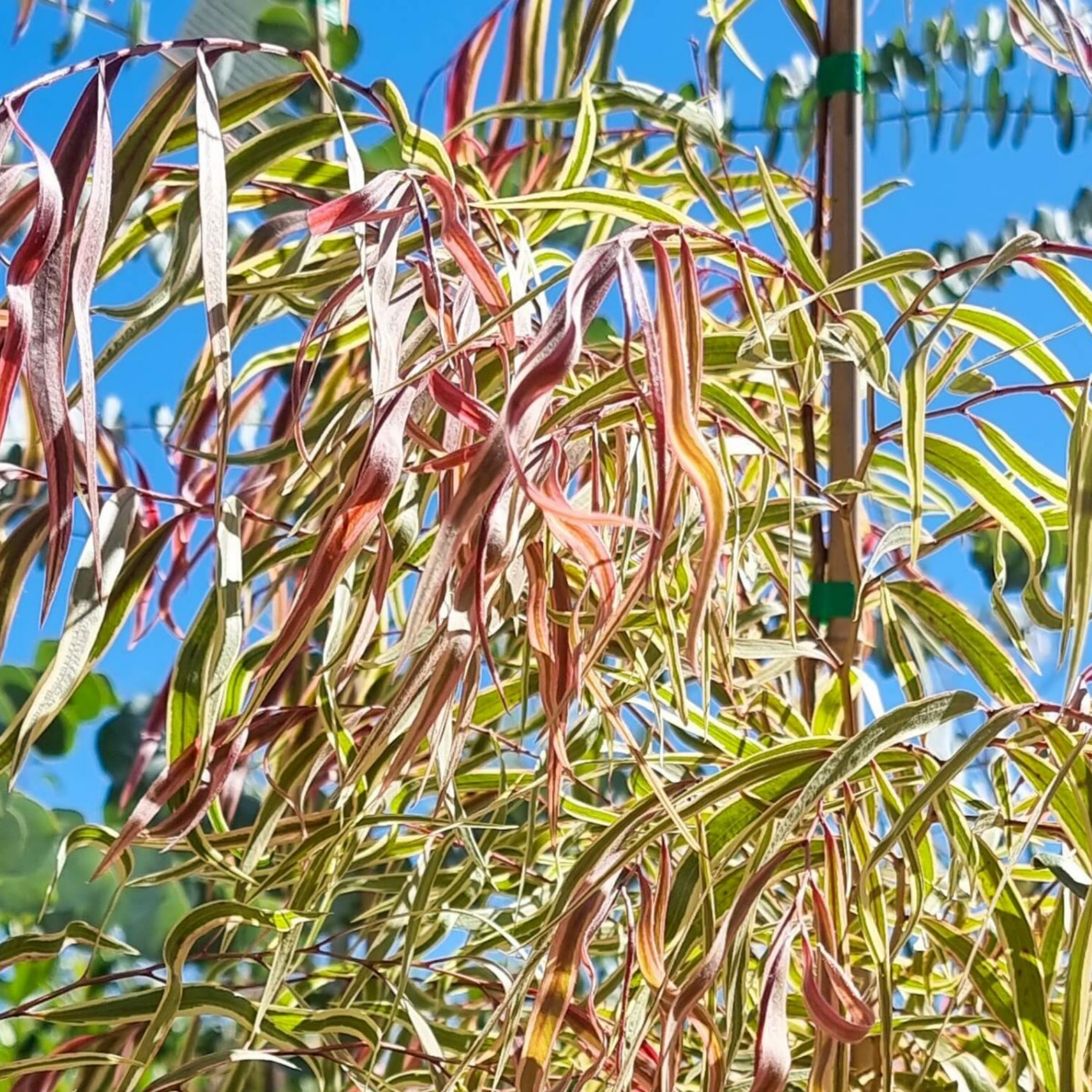 Pink Flamingo Willow Myrtle - Agonis flexuosa Pink Flamingo