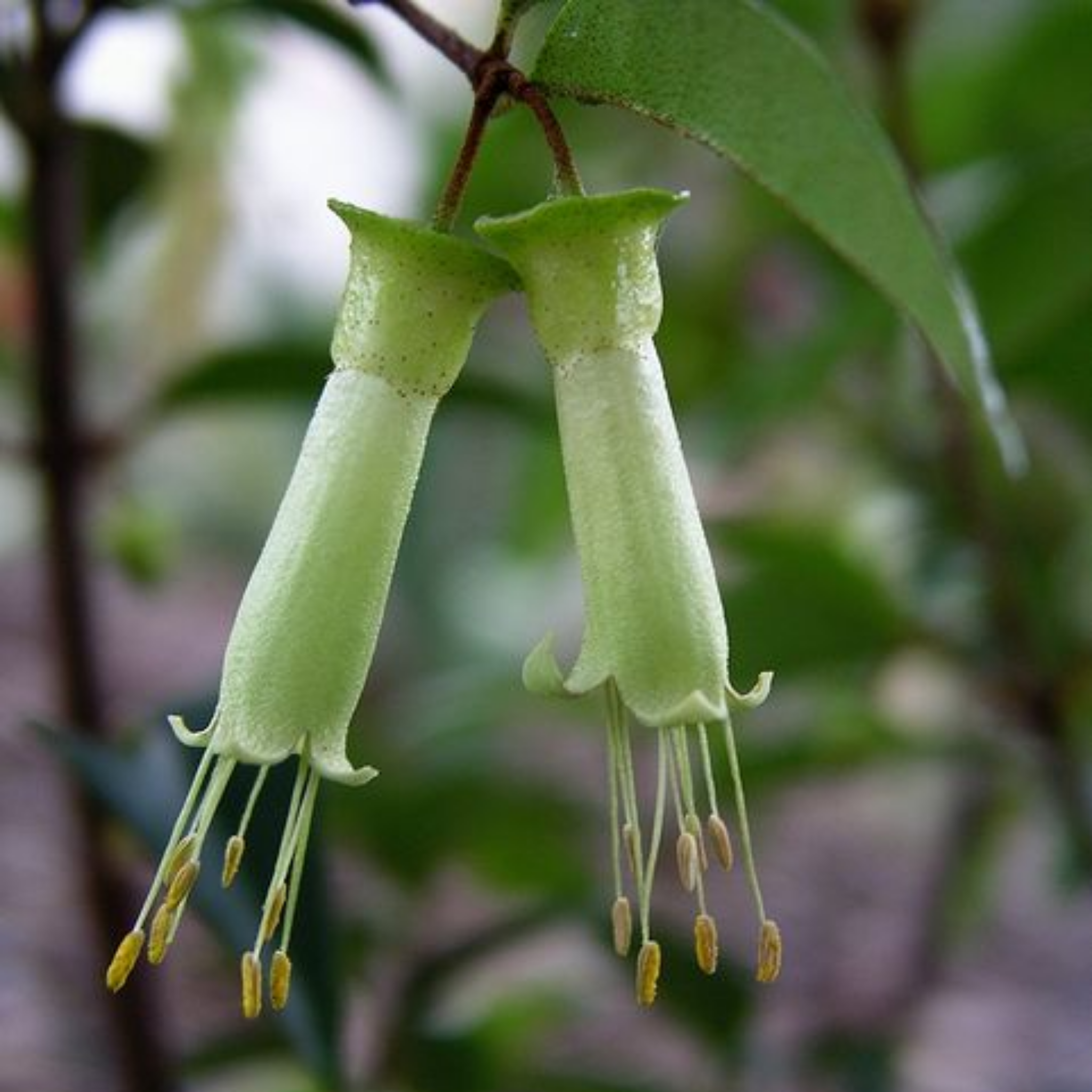 Chefs Hat Correa - Correa baeuerlenii