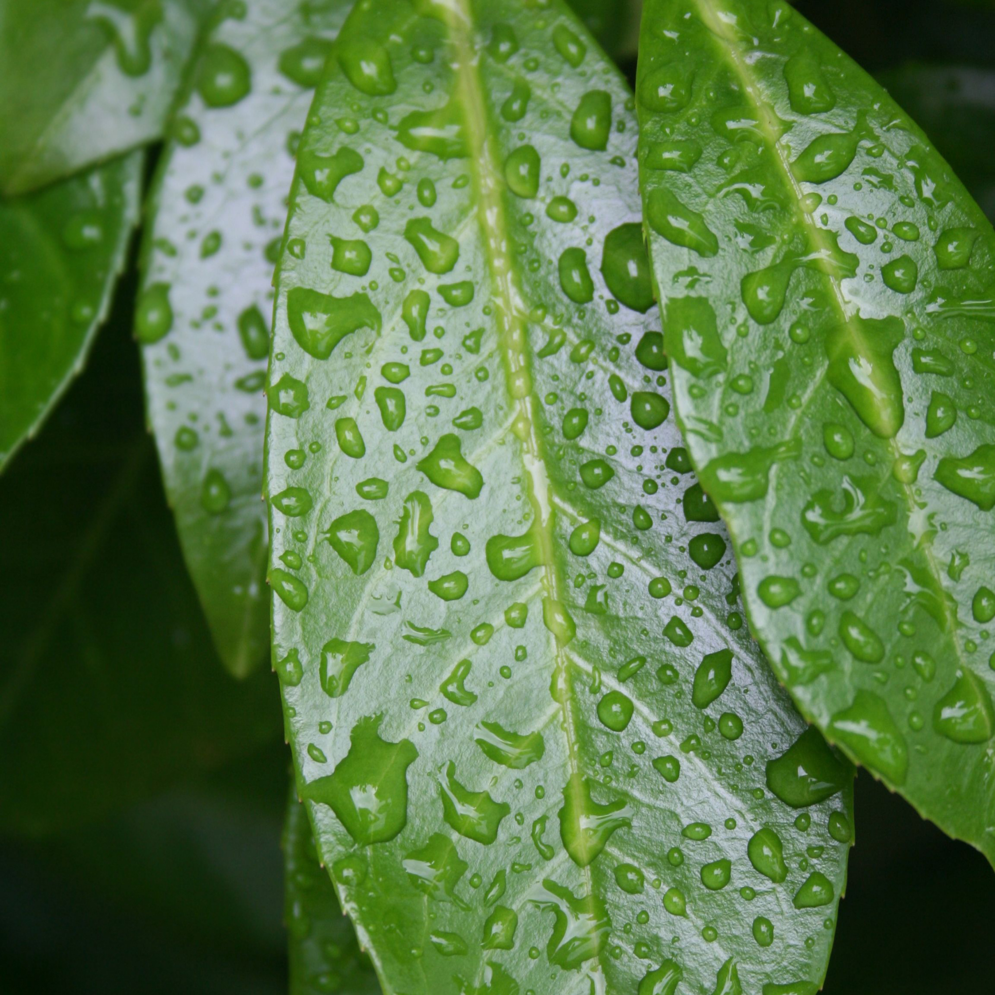 Close-up of green leaves with water droplets on a blurred natural background