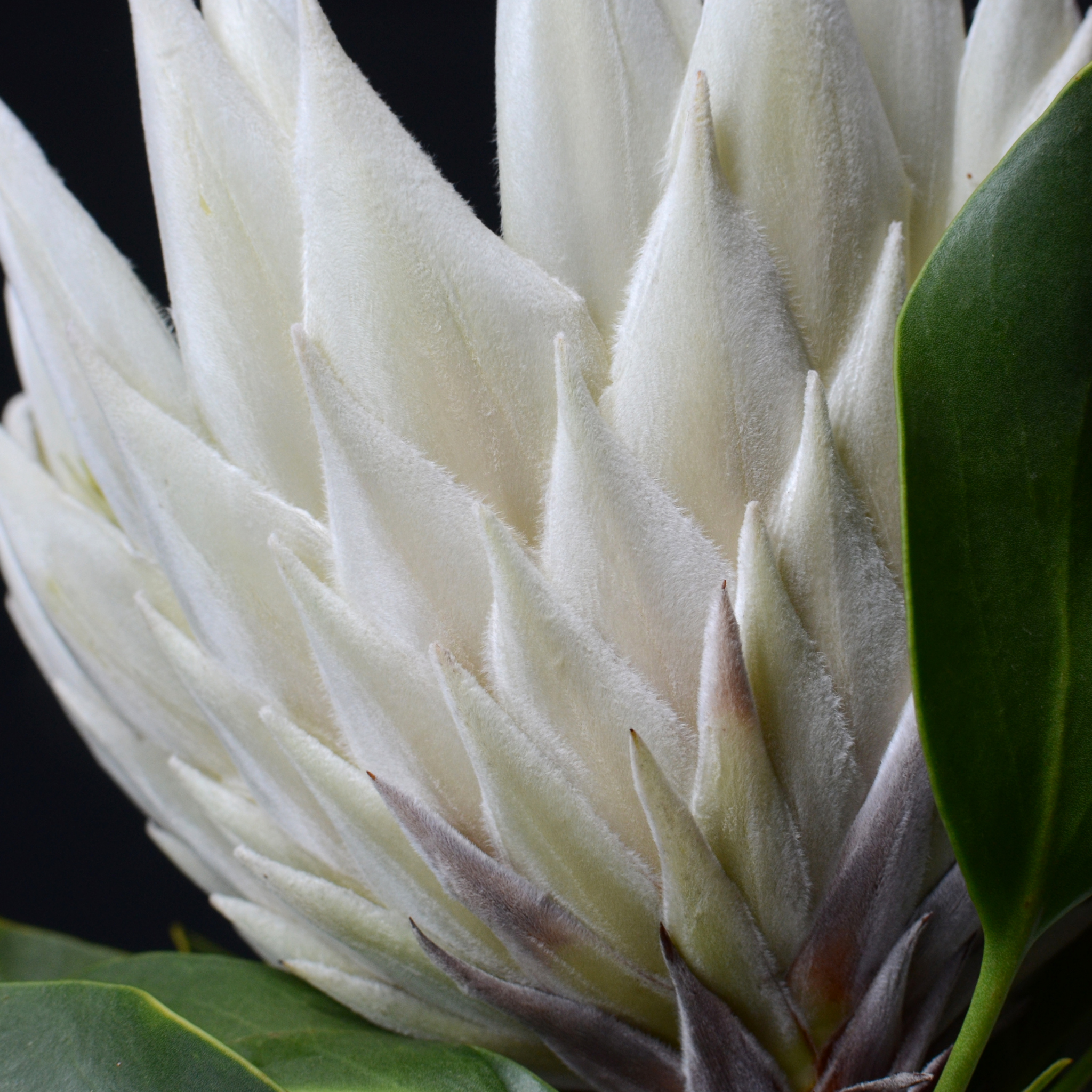 King White King Protea - Protea cynaroides King White