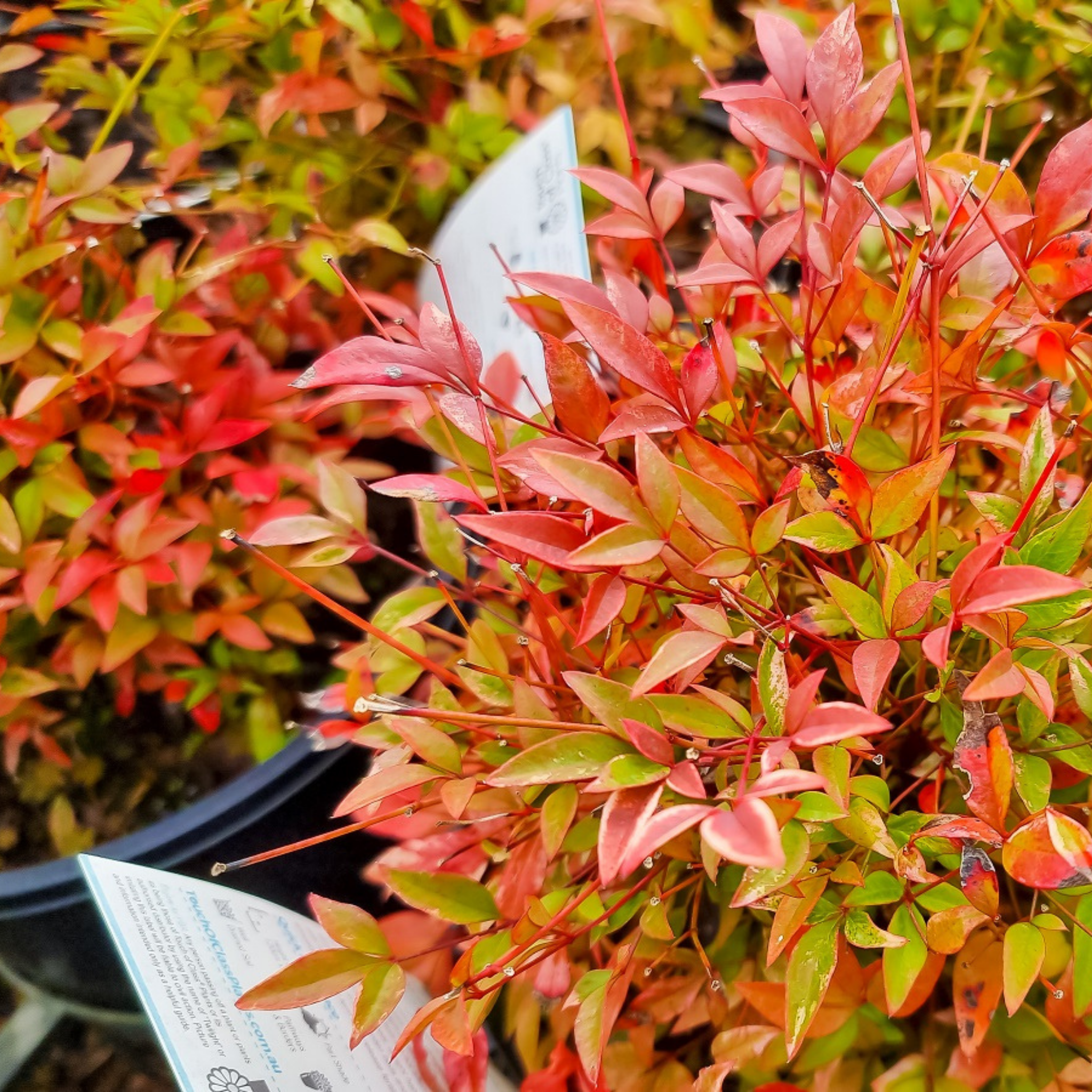 Nandina Twilight - Nandina domestica Twilight