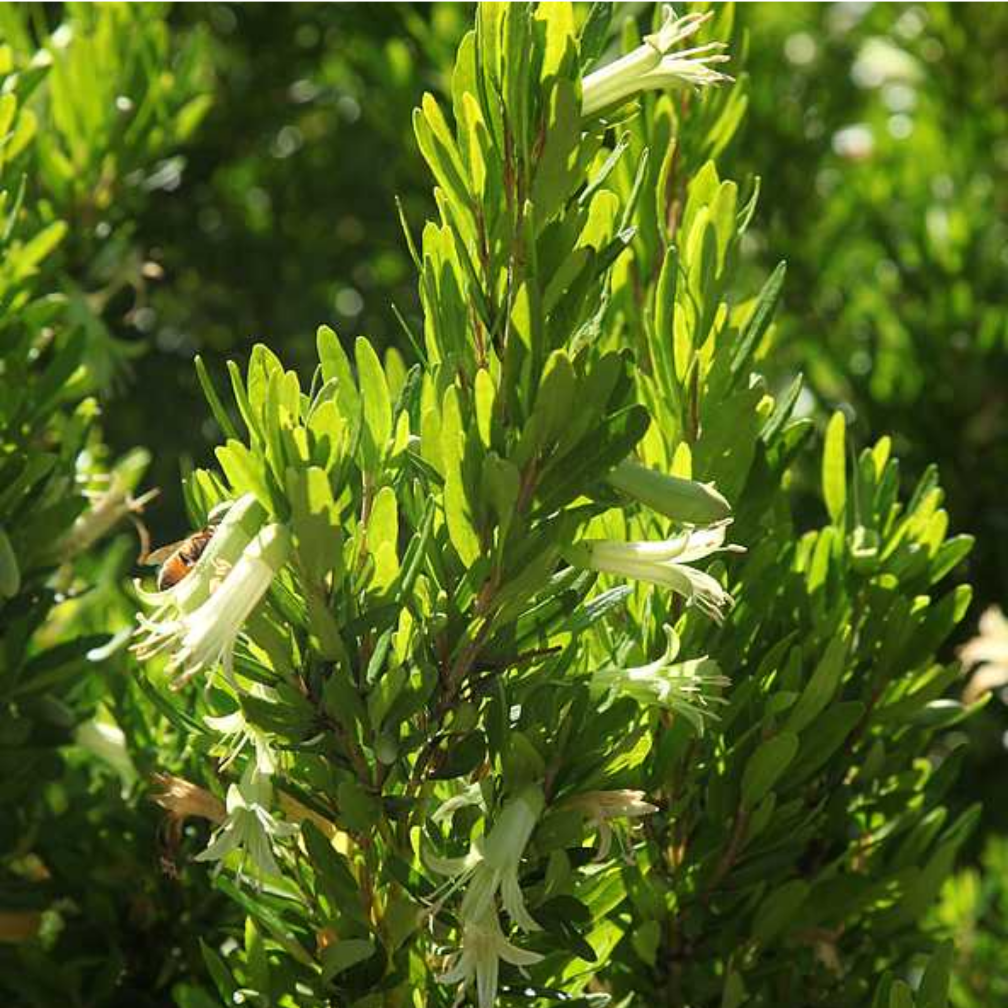 Rock Correa Coliban River - Correa glabra 'Coliban River'