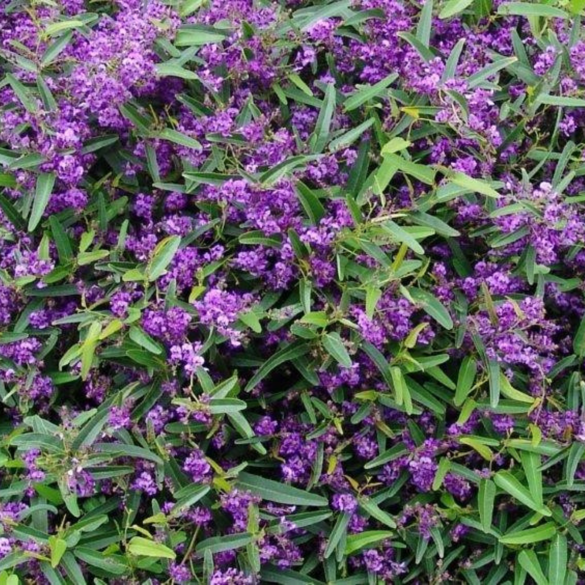 Happy Wanderer Purple Coral Pea - Hardenbergia violacea Meema