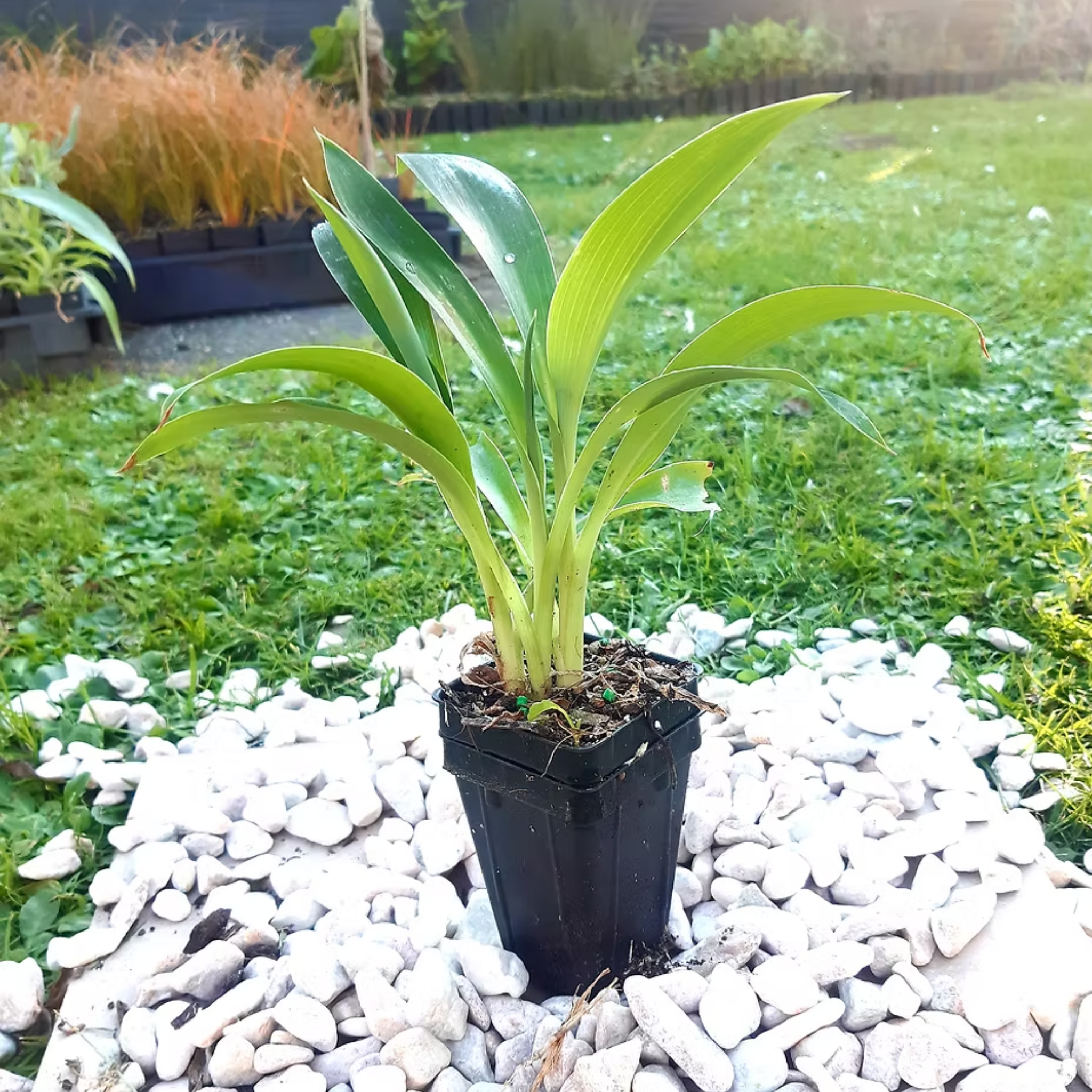 New Zealand Rock Lily 'Matapouri Bay' - Arthropodium cirratum