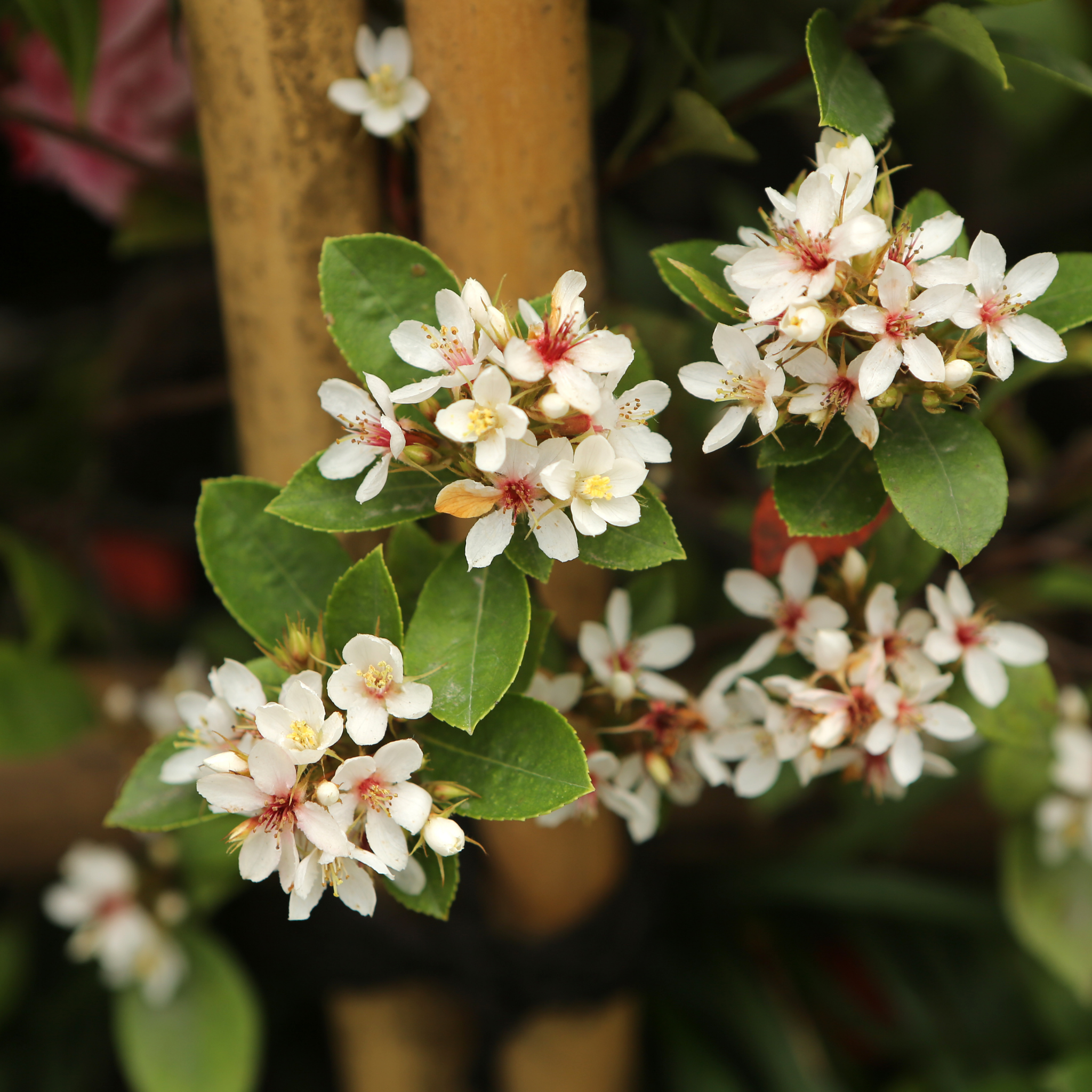 Dwarf Indian hawthorn Minikin - Rhaphiolepis indica Minikin
