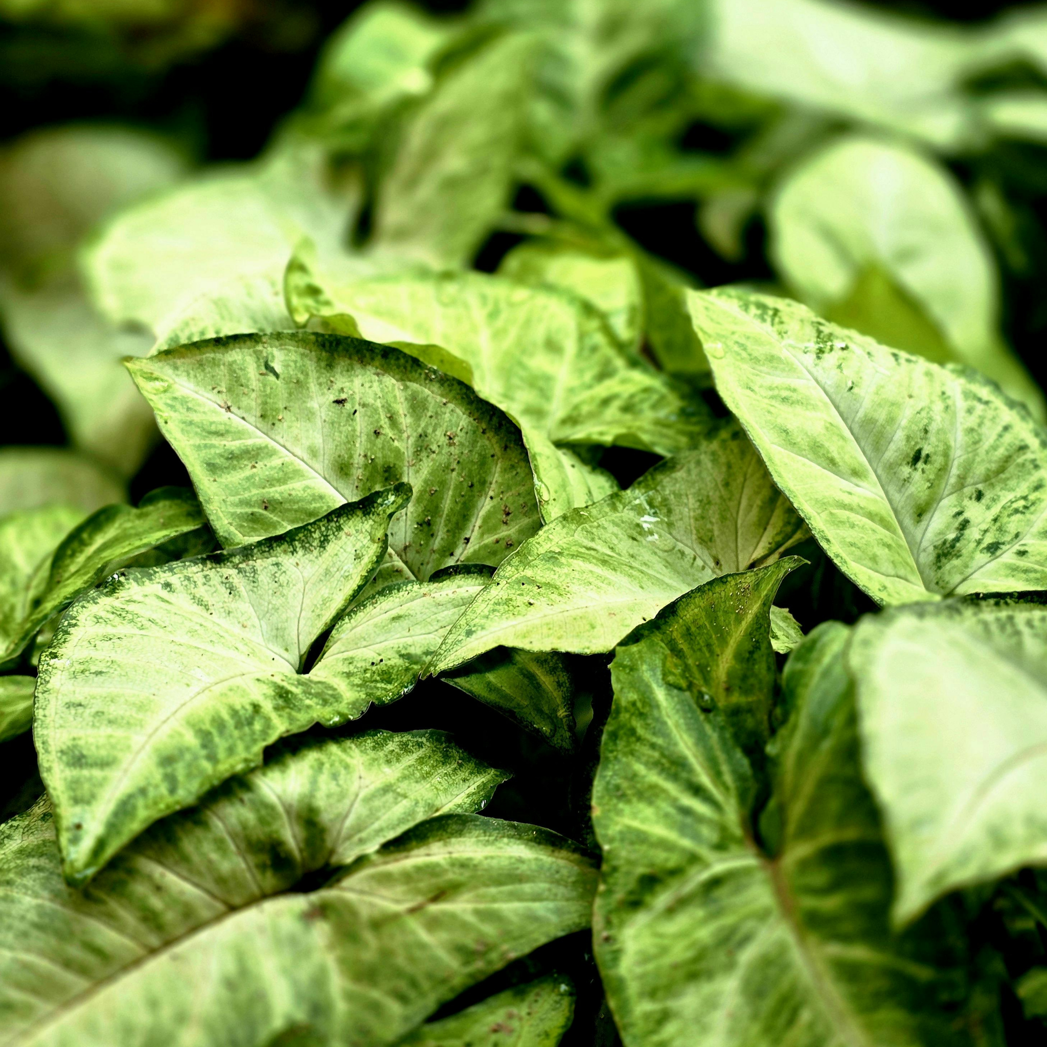 Variegated Syngonium - Syngonium podophyllum 'White Butterfly' Arrowhead Plant
