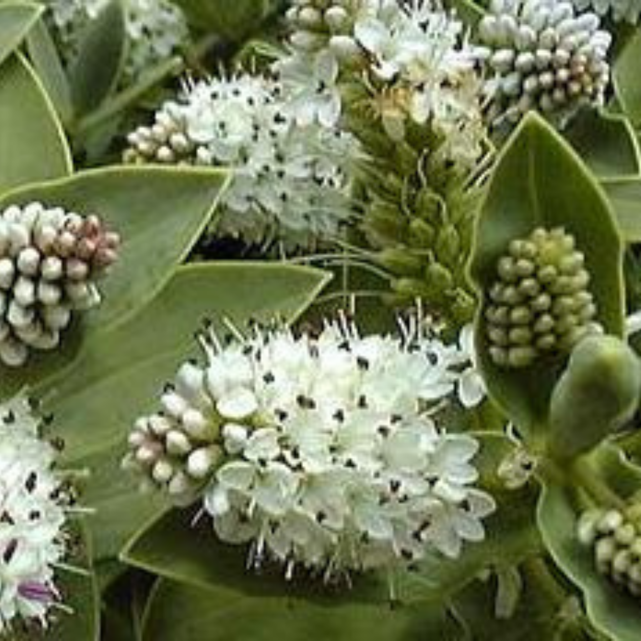 White Hebe - Hebe albicans