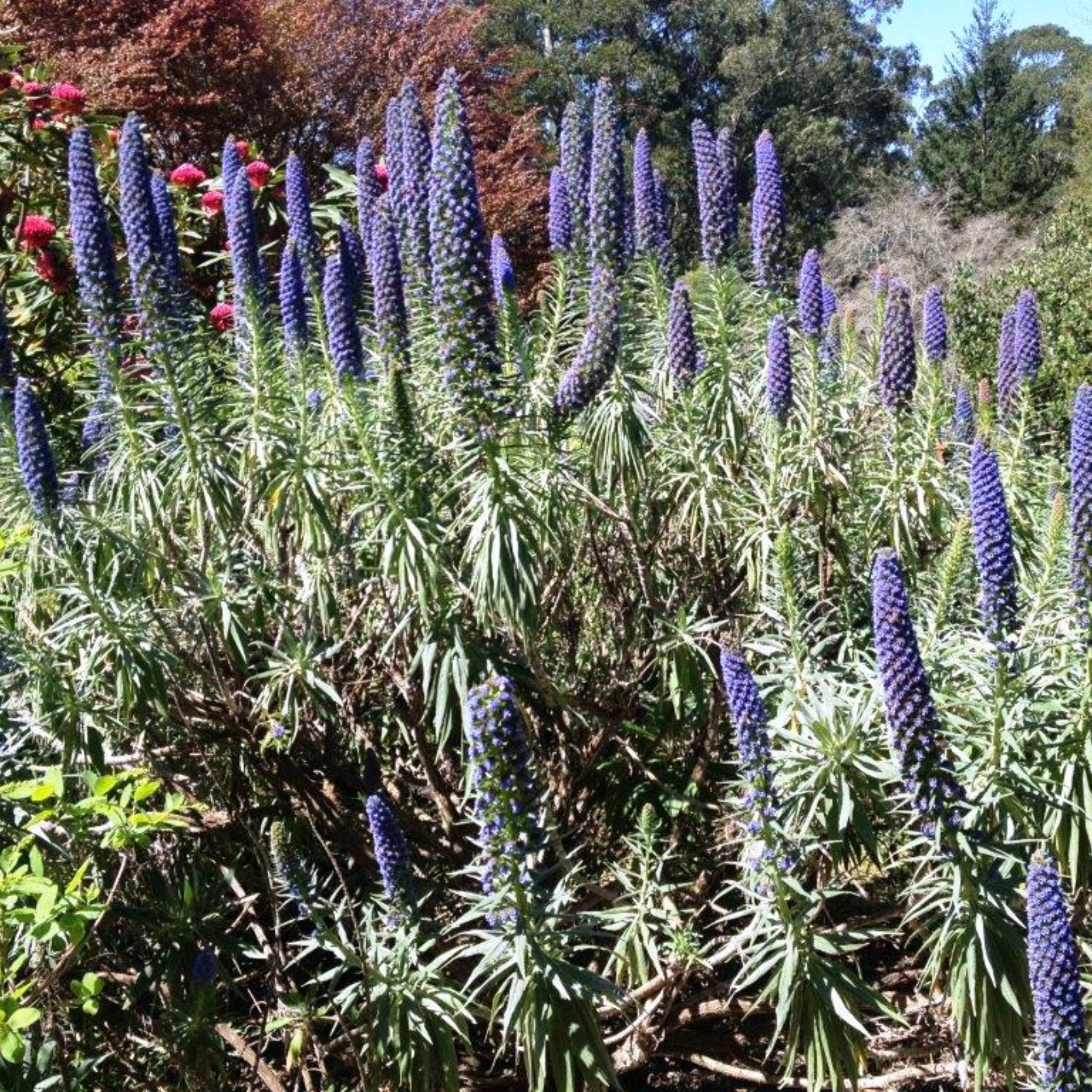 Pride of Madeira - Echium candicans