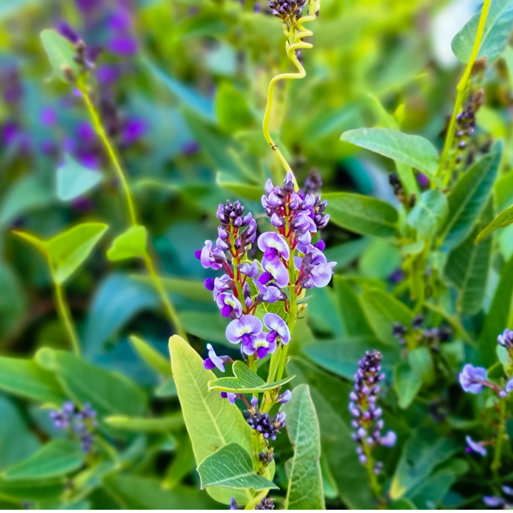 Native Wisteria Bliss - Hardenbergia violacea 'Bliss'