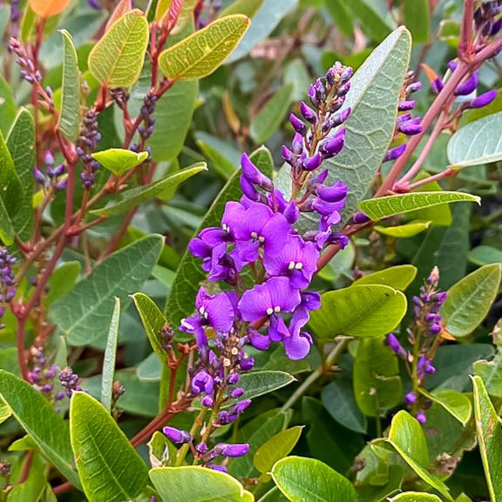 Dwarf Native Wisteria - Hardenbergia violacea 'Mini Haha'