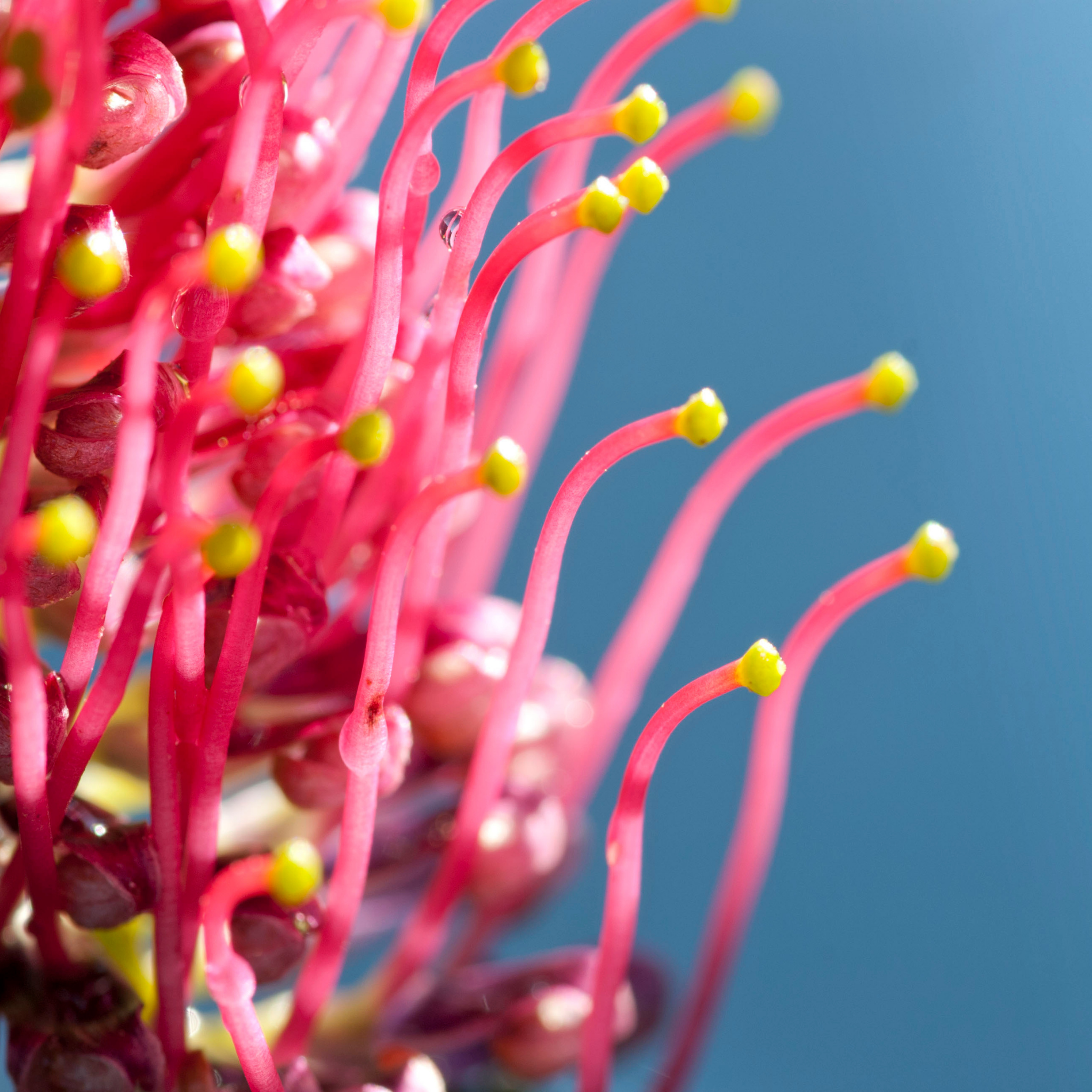 Toothbrush Plant - Grevillea acanthifolia Gaudichaudii