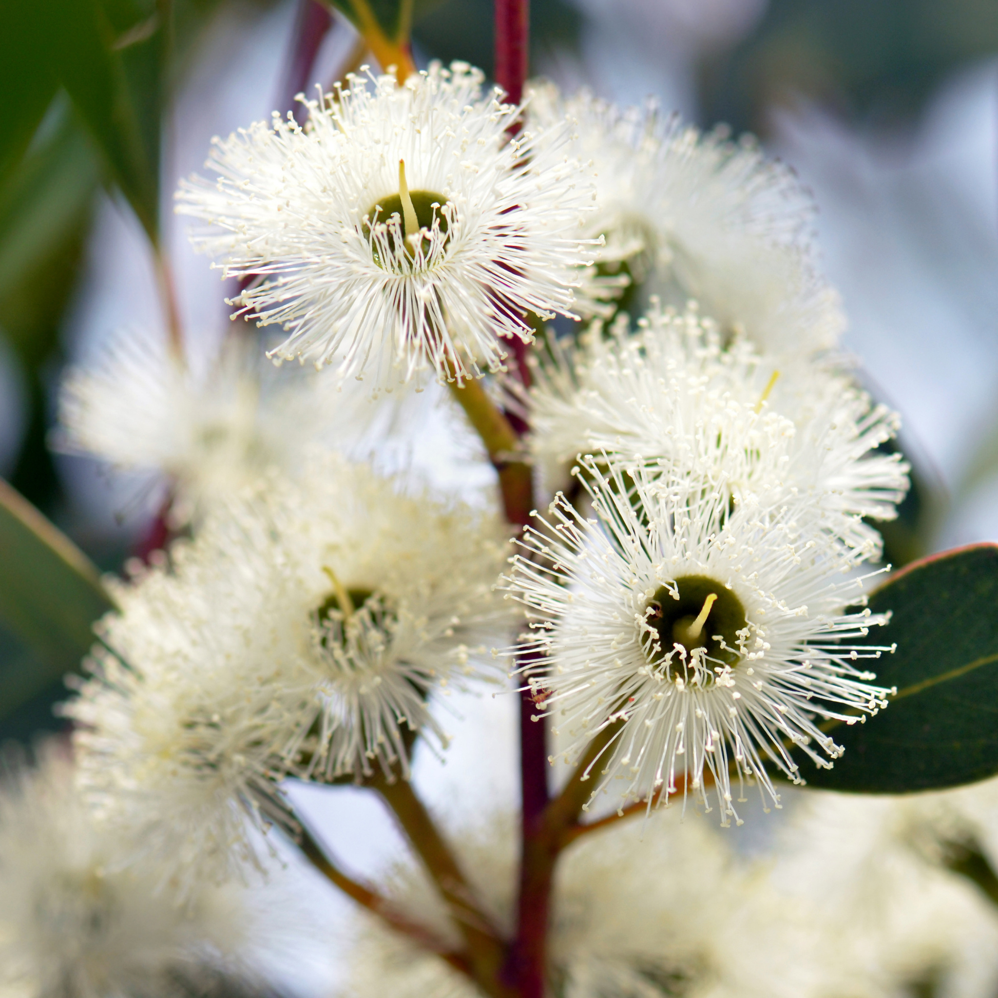 Lemon Scented Gum Baby Cinto - Corymbia citriodora 'Baby Citro'