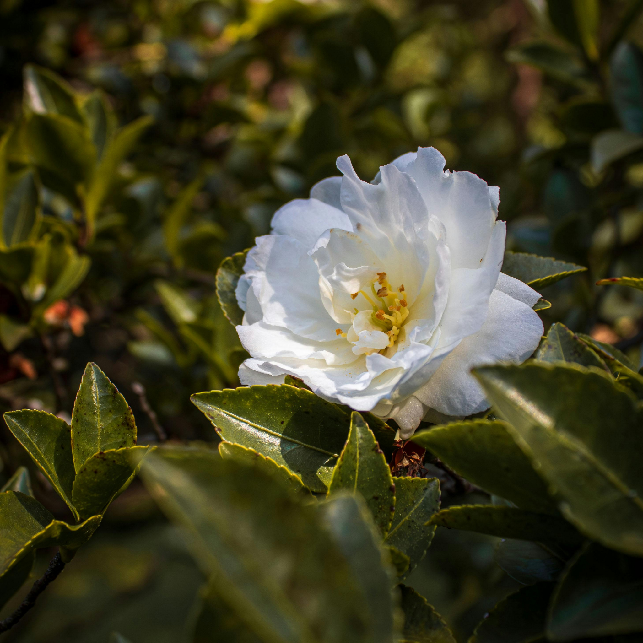 Camellia Avalanche - Camellia sasanqua Avalanche