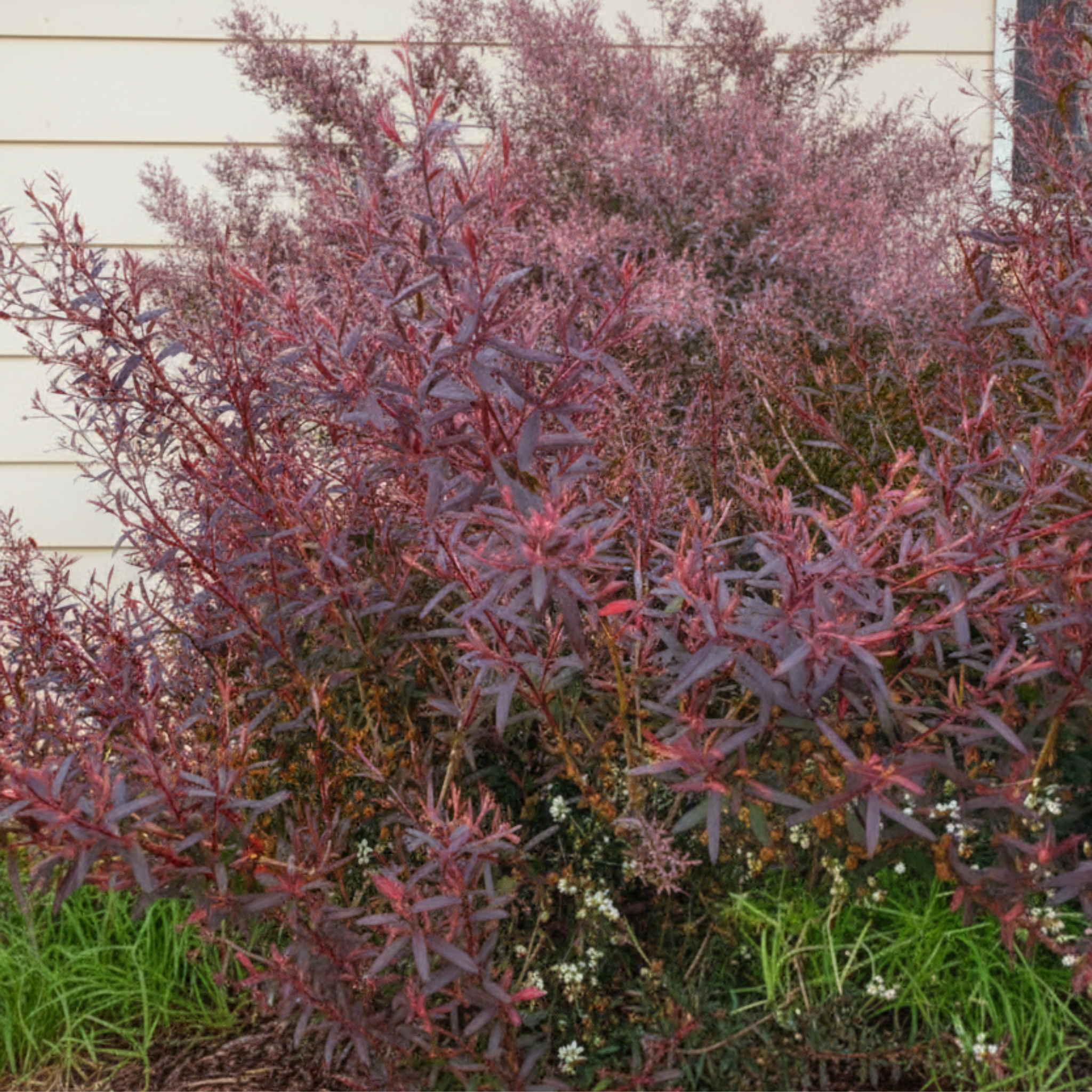 Burgundy Tea Tree - Leptospermum morrisonii