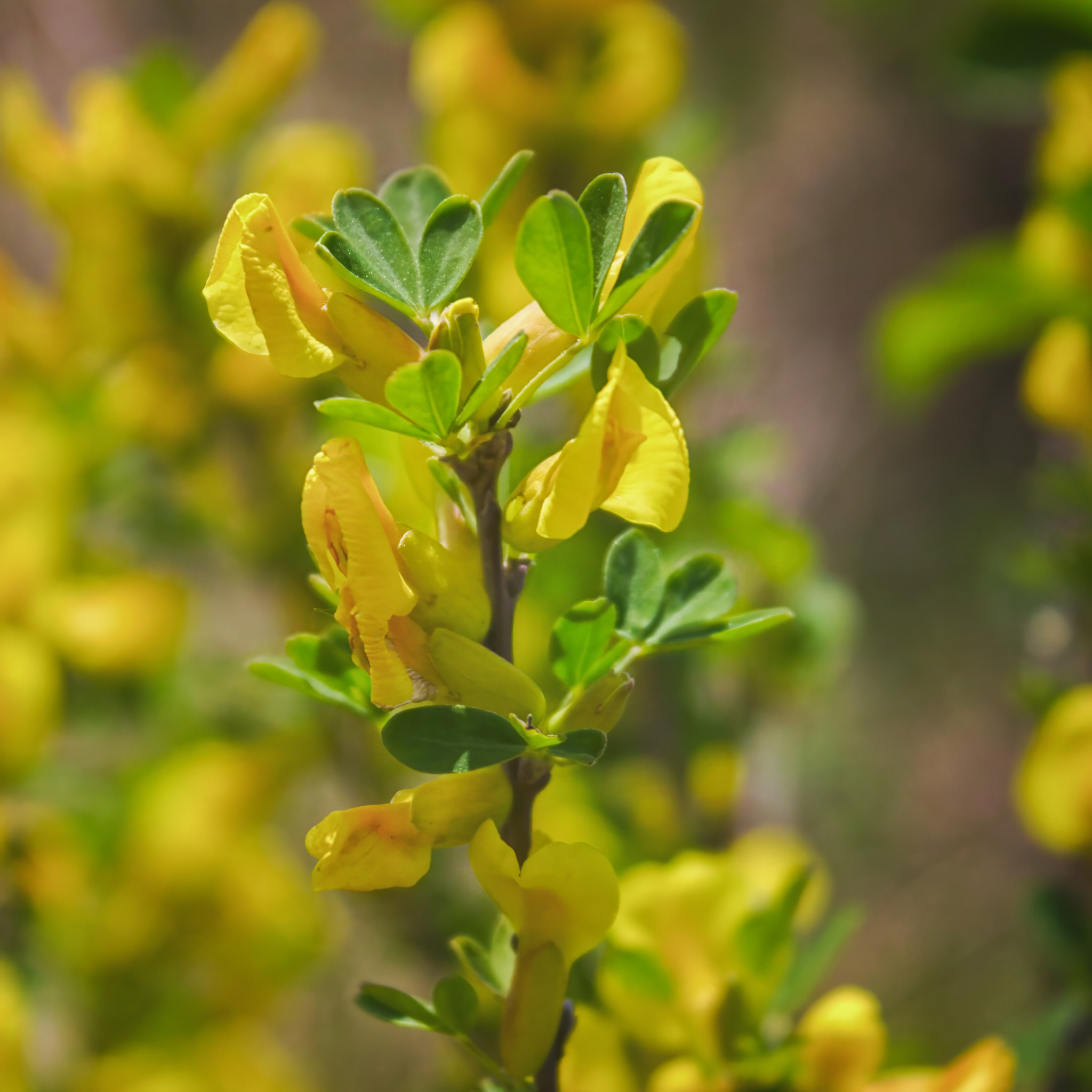 Dwarf Yellow Broom - Cytisus racemosus Nana