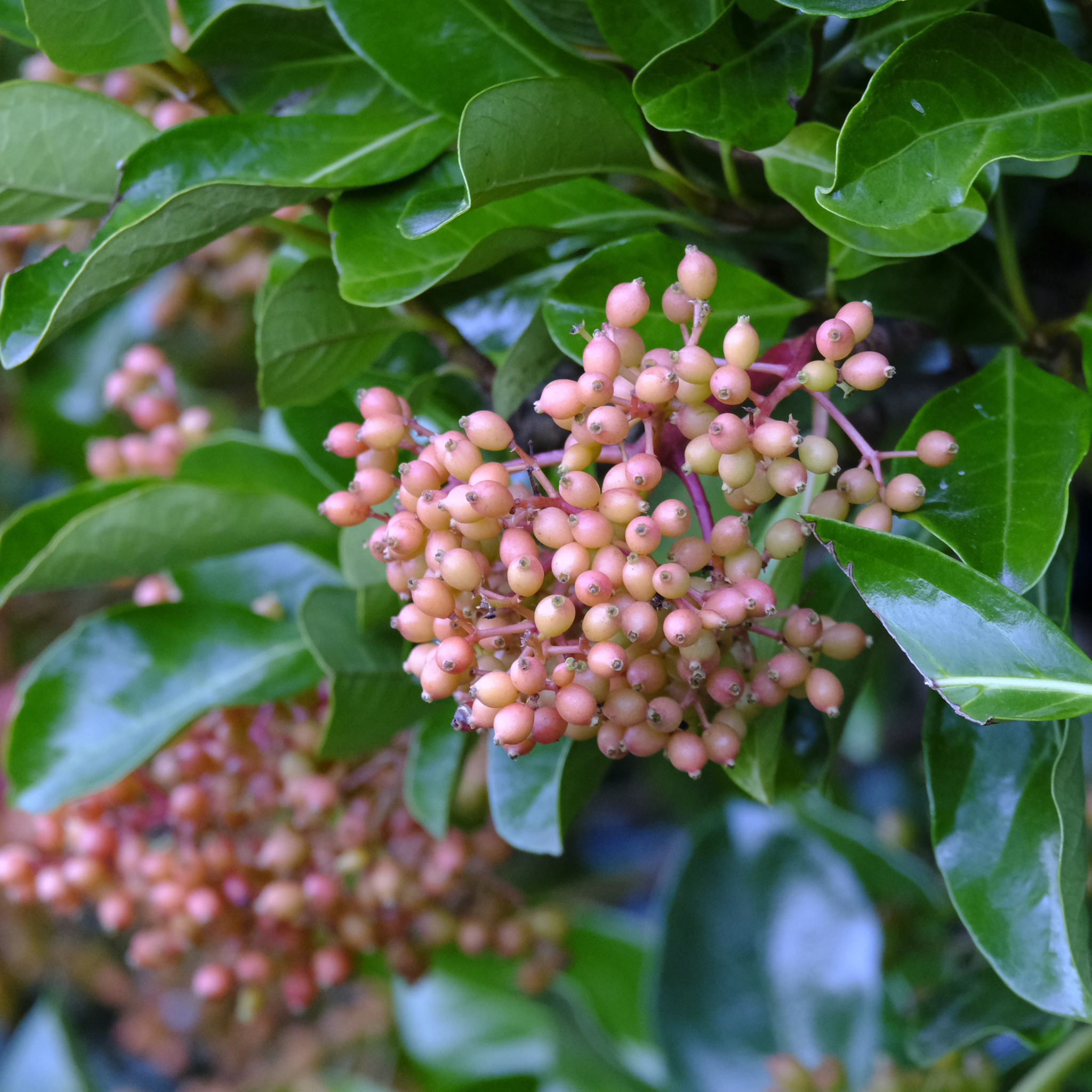 Cluster of pink berries on a green leafy plant