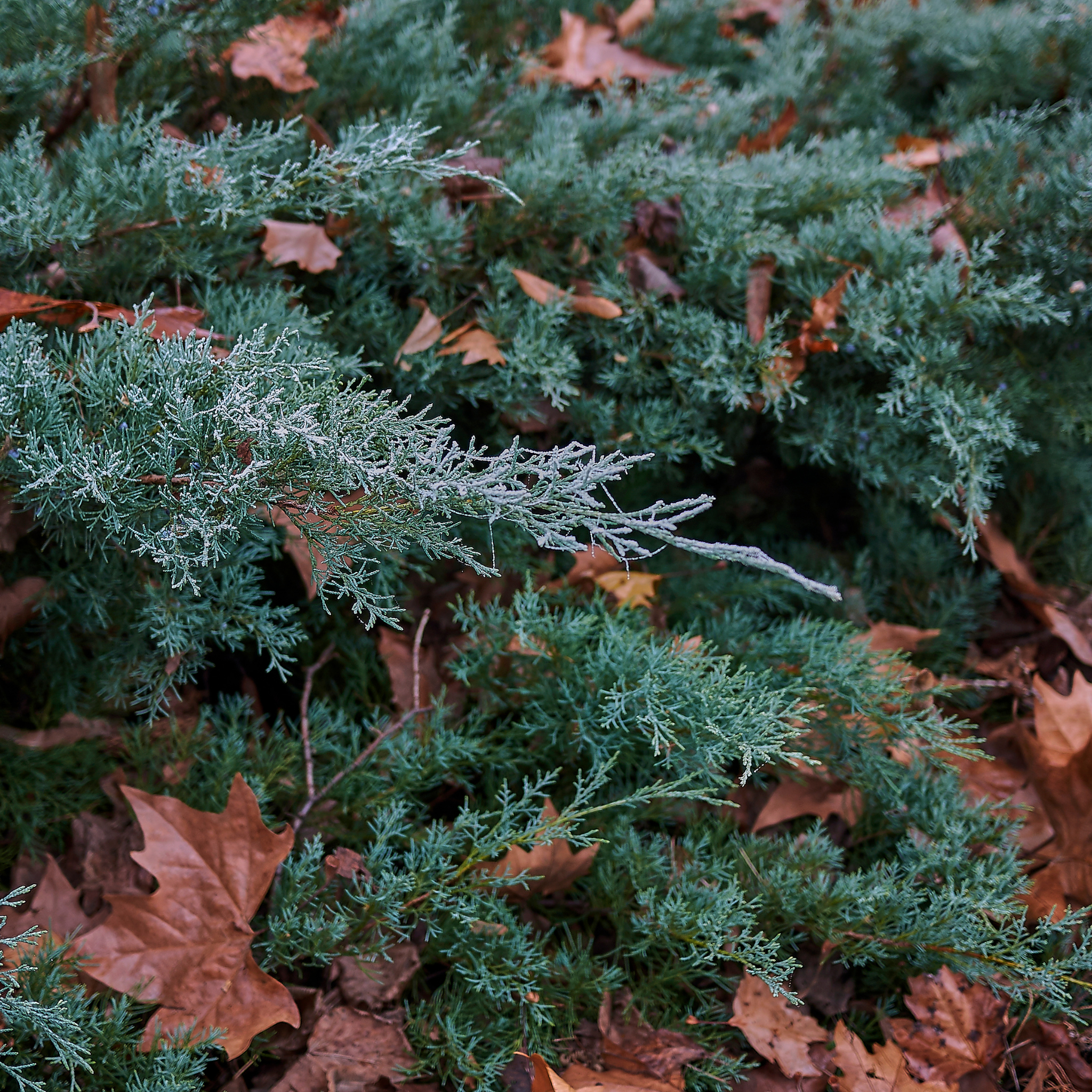 Rocky Mountain Juniper - Juniperus scopulorum 'Skyrocket' - Pencil Pine