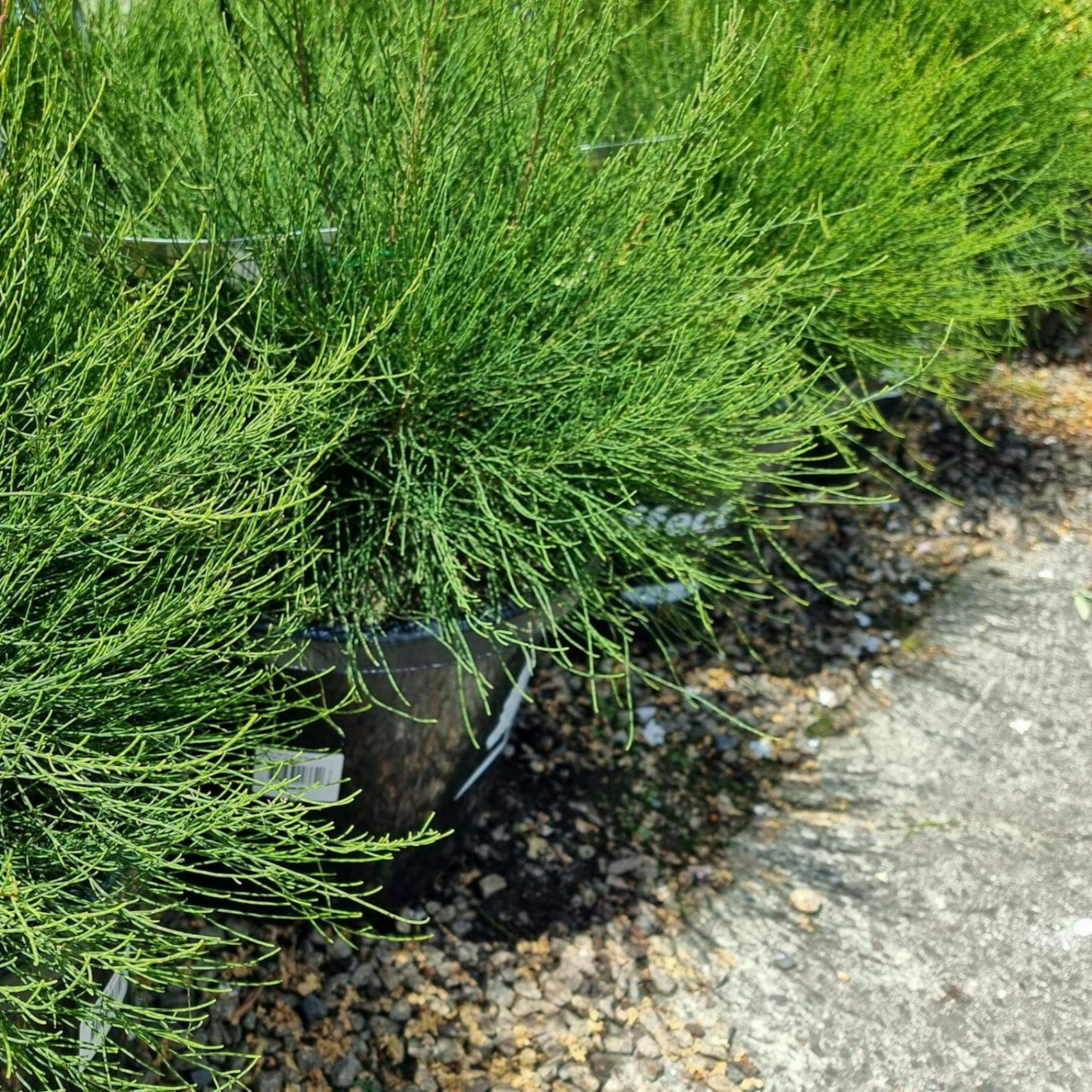Groundcover Sheoak Green Wave - Casuarina glauca 'Green Wave'