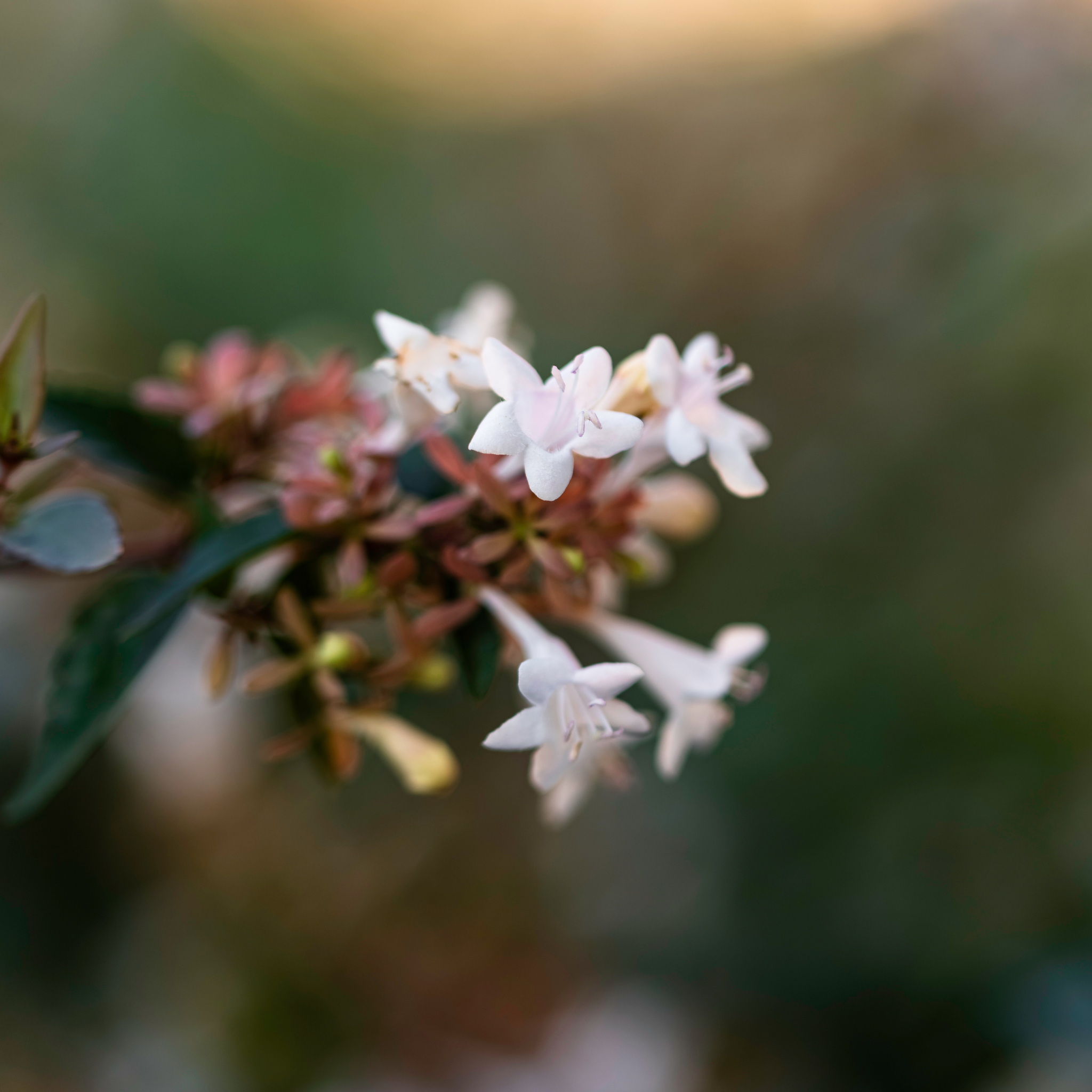 Dwarf Glossy Abelia - Abelia grandiflora 'Nana'
