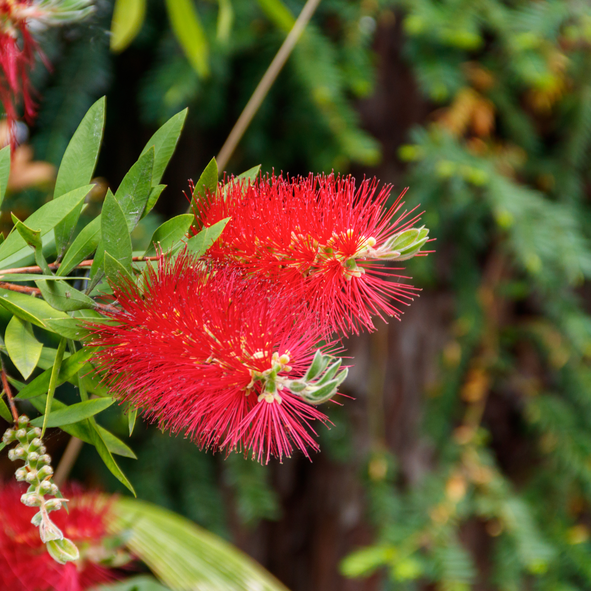Crimson Bottlebrush - Callistemon citrinus 'Endeavour'