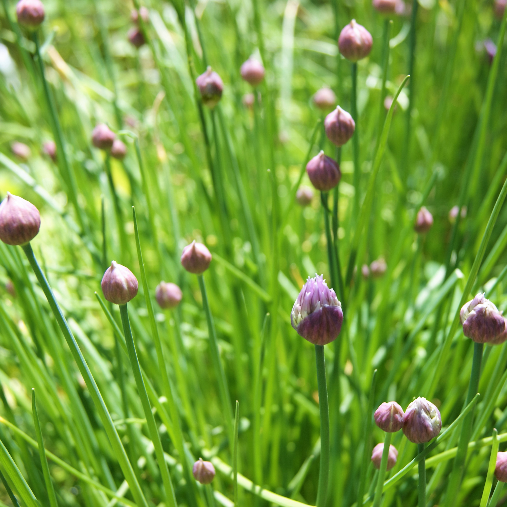 Chives - Allium schoenoprasum