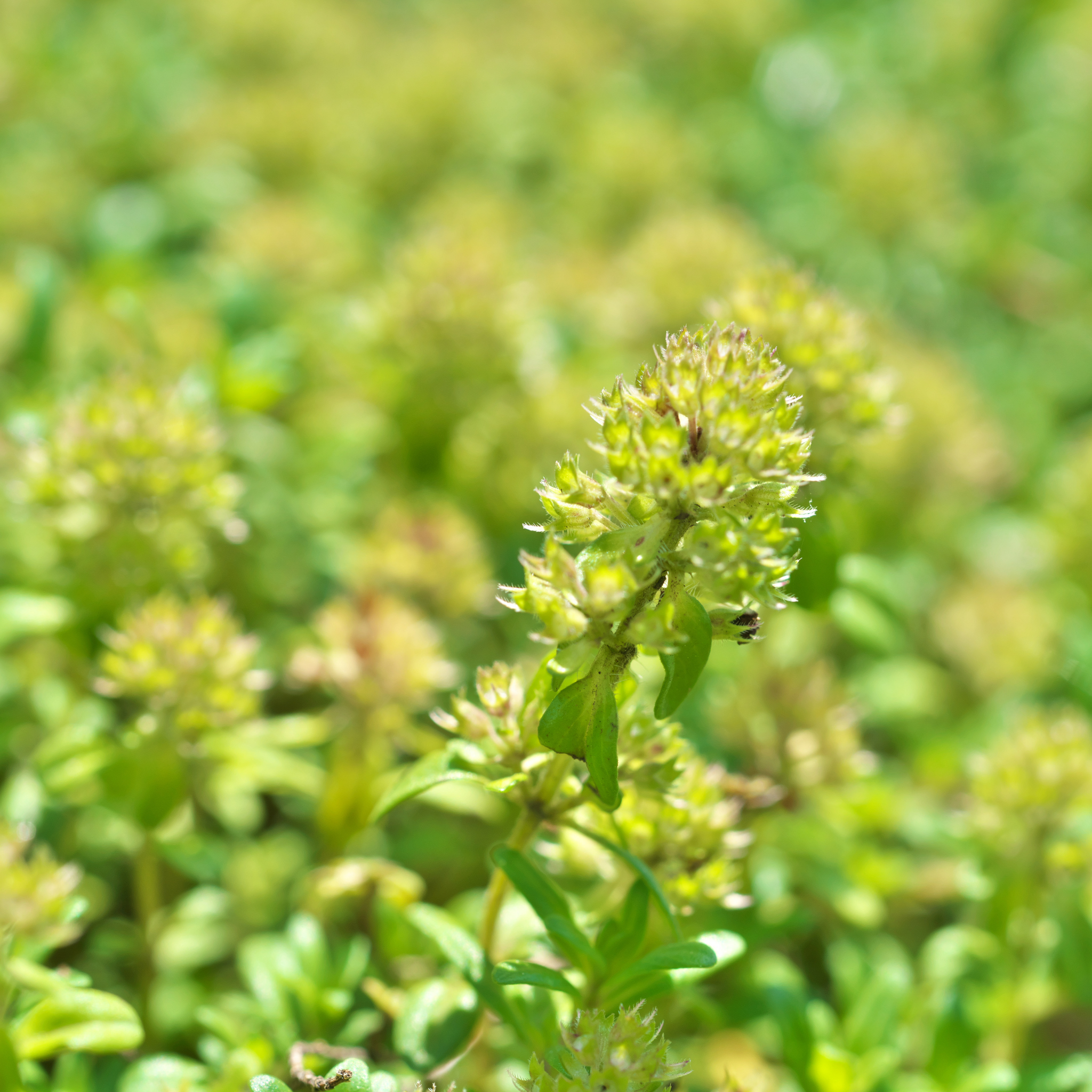 Creeping Boobialla - Myoporum parvifolium