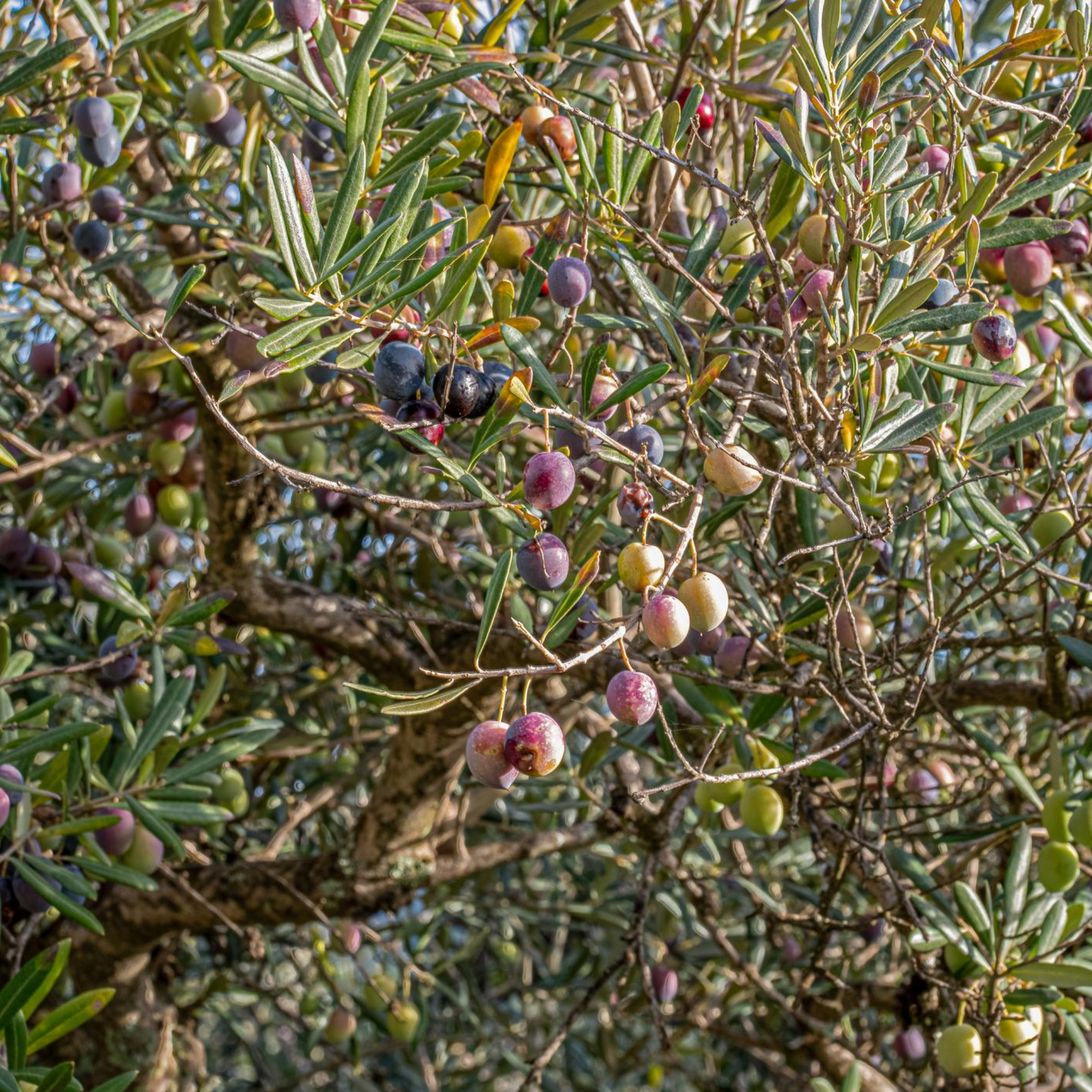 Dwarf Olive Garden Harvest - Olea europaea Garden Harvest