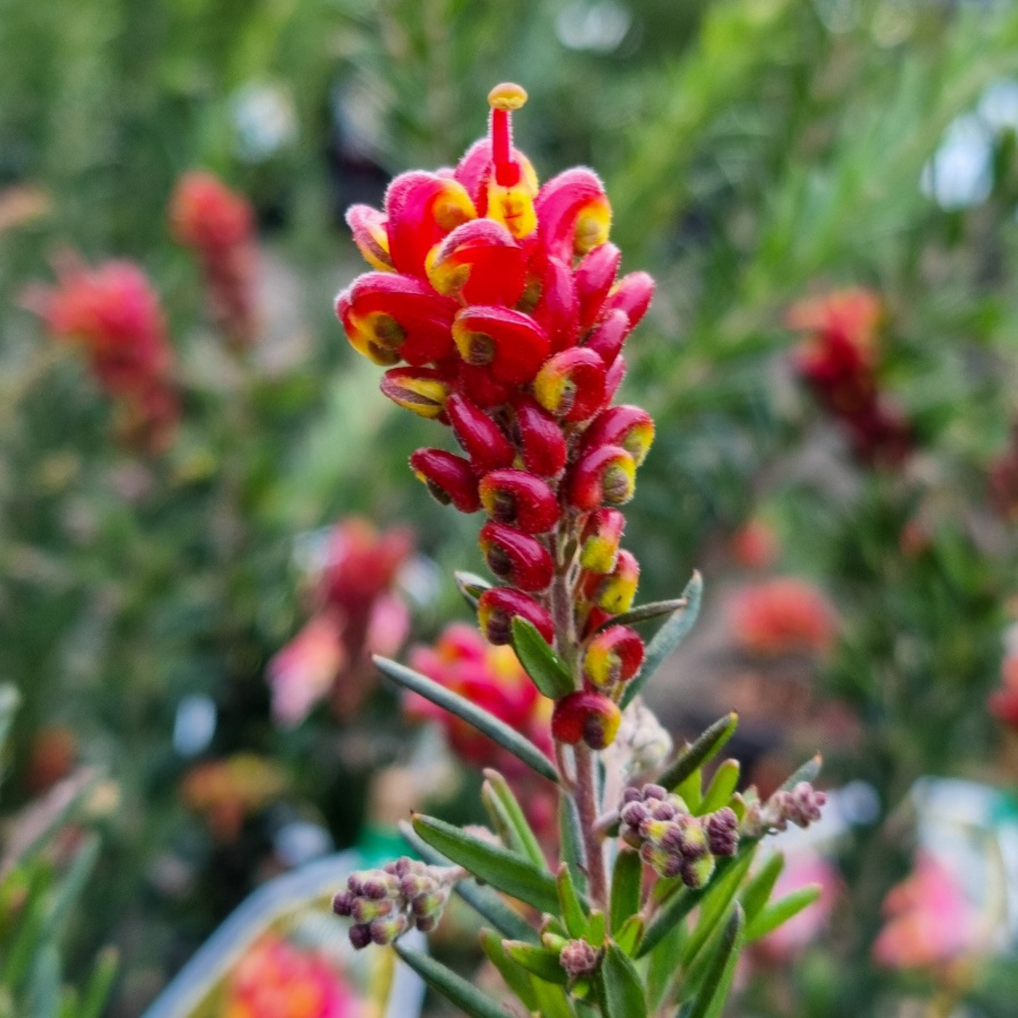 Grevillea 'Fireworks' - Grevillea hybrida Fireworks